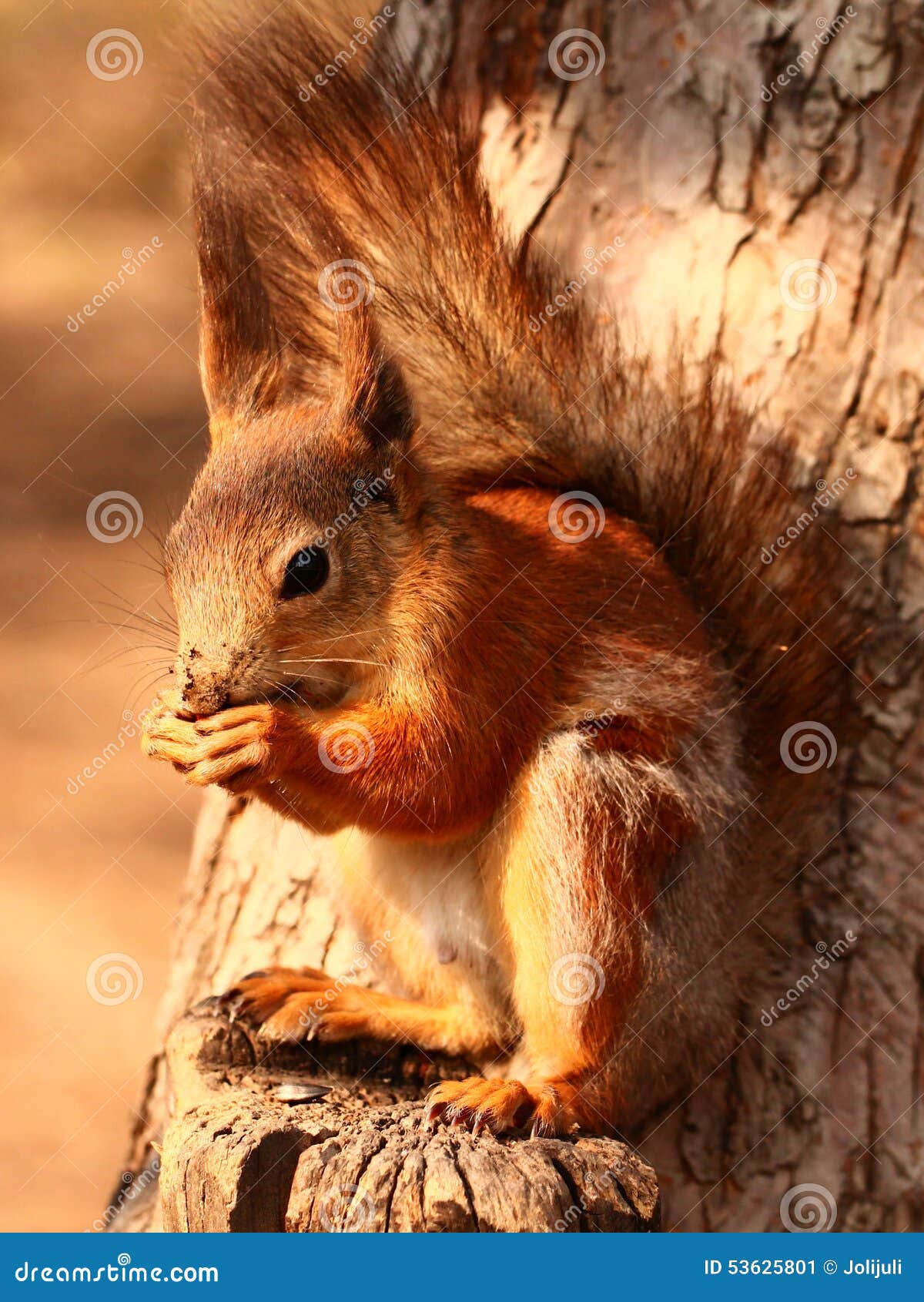Squirrel eating seeds stock image. Image of feeding, brown 53625801