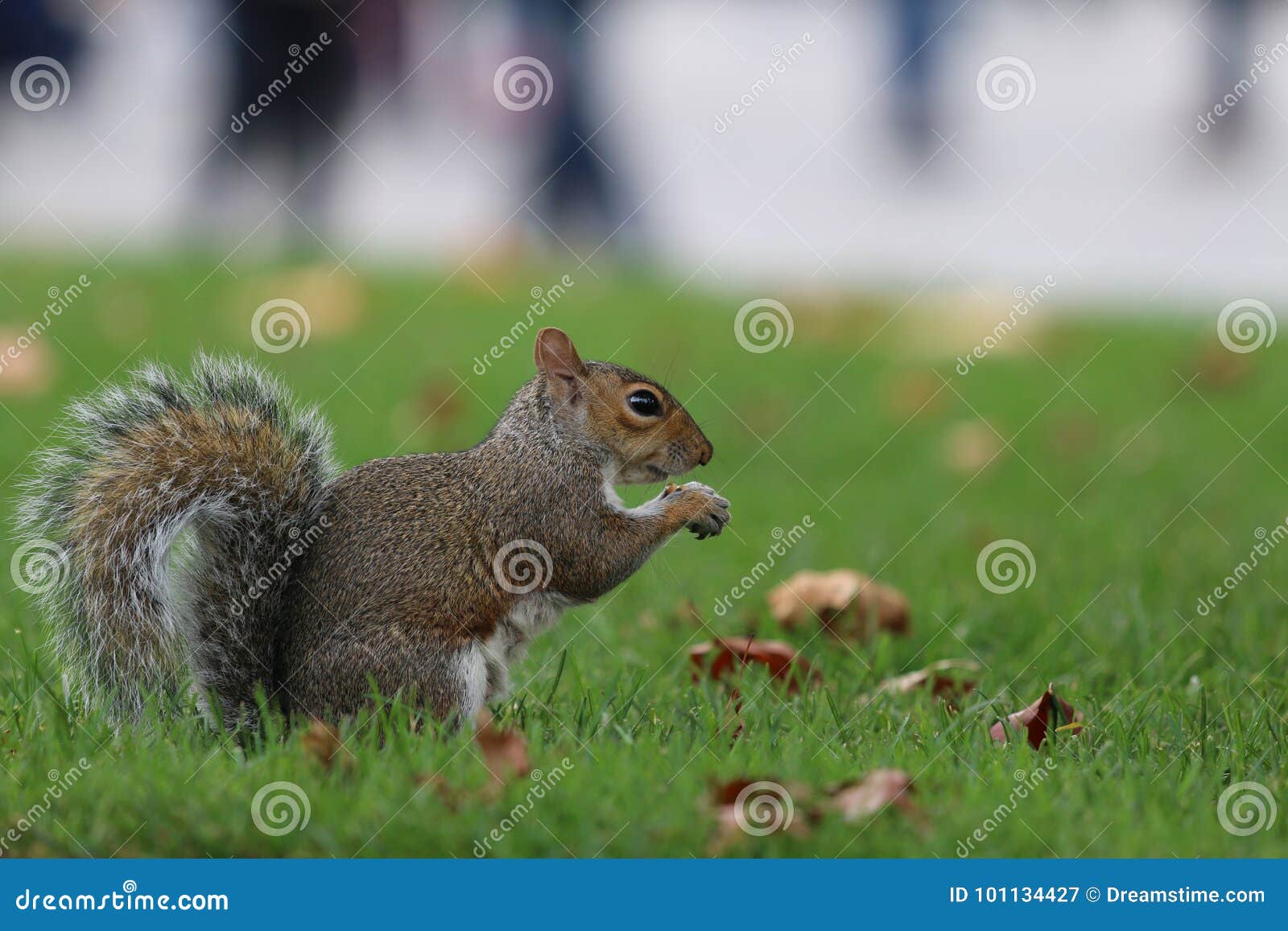 Squirrel eating stock image. Image of nuts, europe, england 101134427
