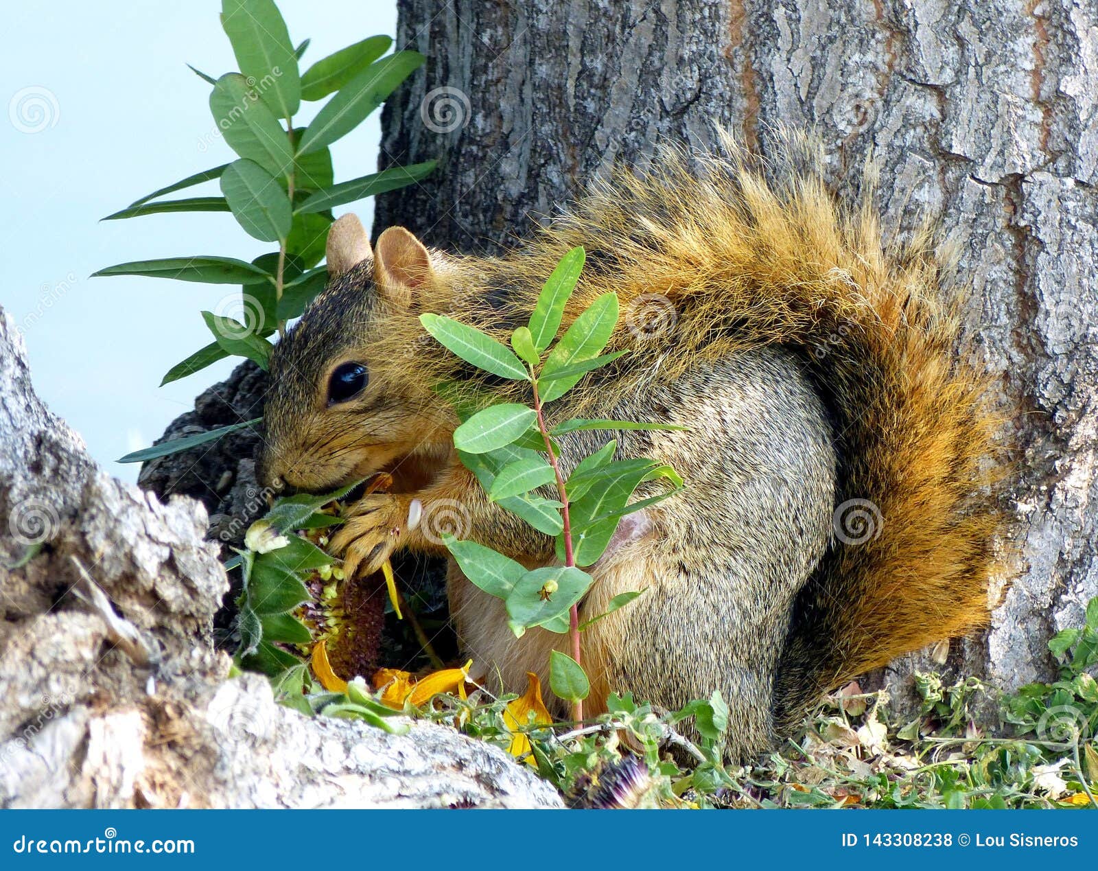 Squirrel Eating a Sunflower Head Stock Photo Image of nocturnal