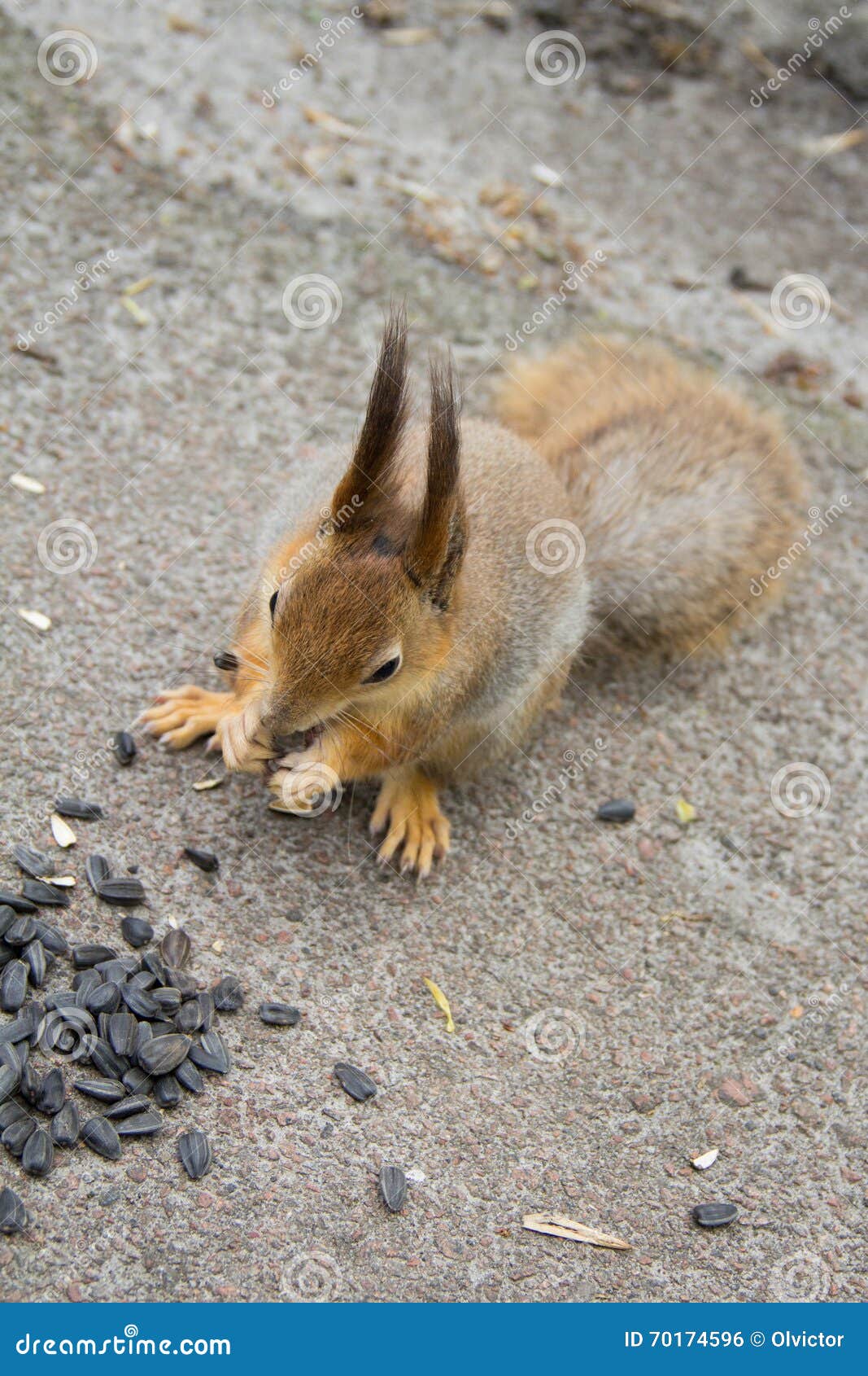 Squirrel Eating Sunflower Seeds. Stock Photo Image of ukraine, grey