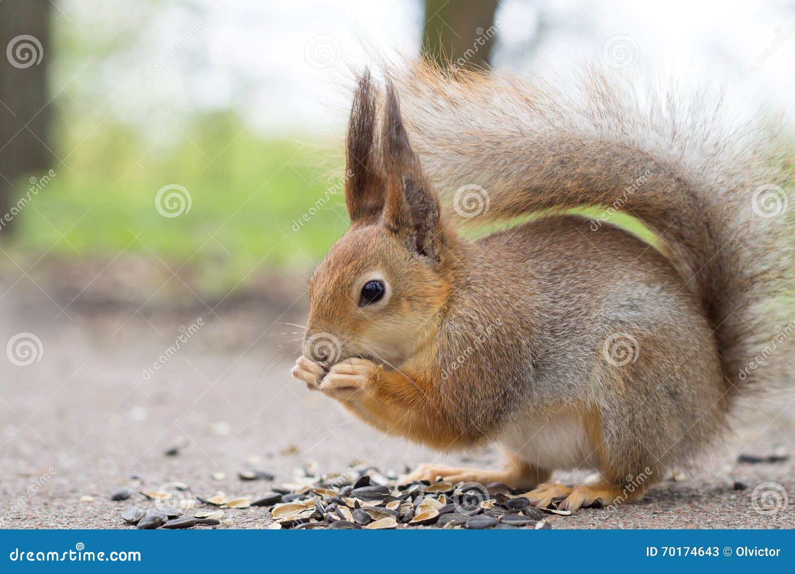 Squirrel Eating Sunflower Seeds. Stock Image Image of brown, nature