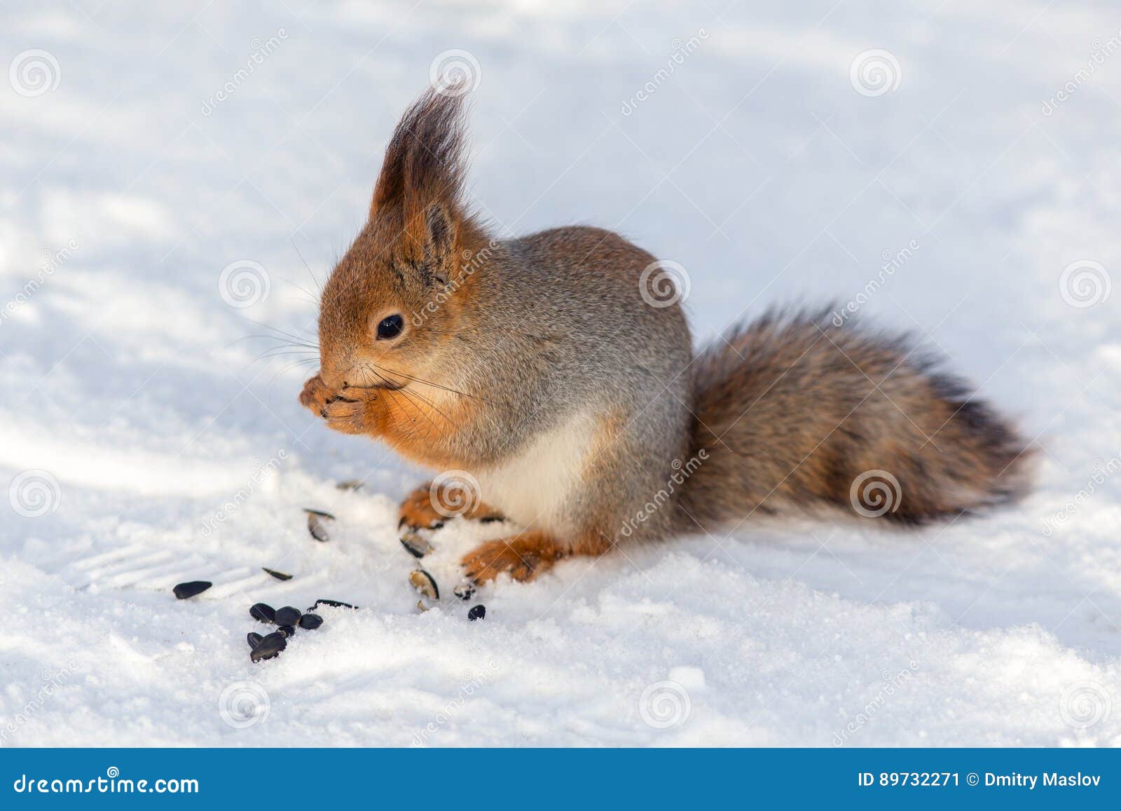 Squirrel Eating Sunflower Seeds Stock Image Image of season, beauty