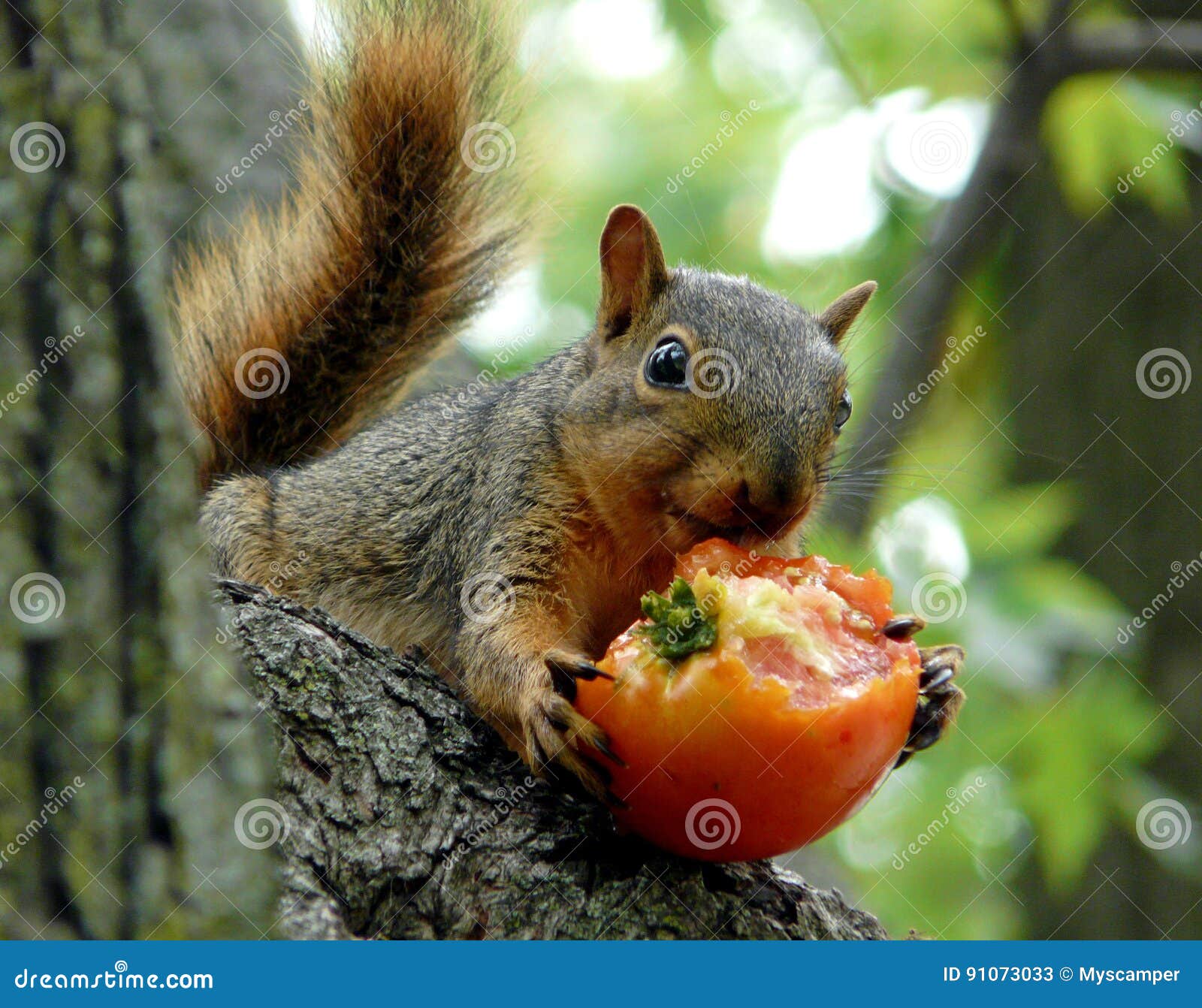 Squirrel Eating a Tomato stock image. Image of rodent 91073033