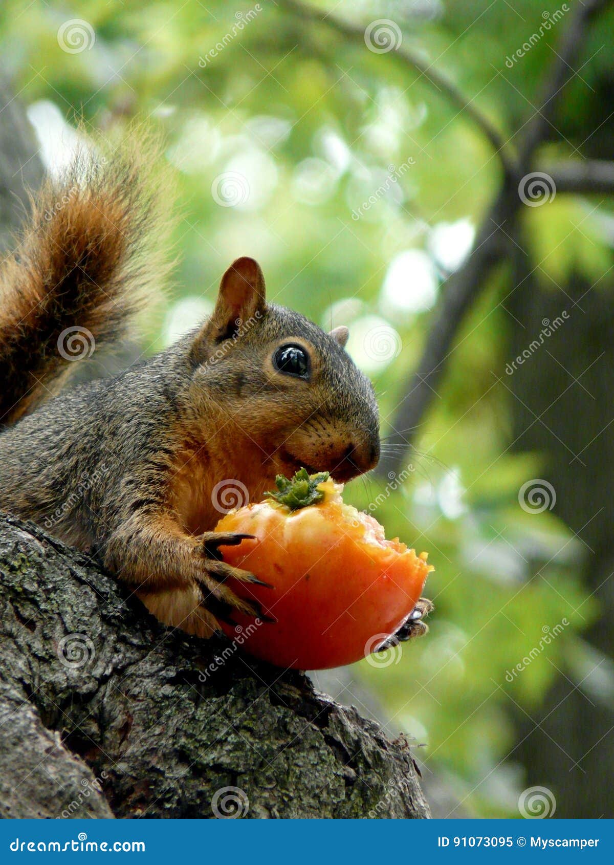 Squirrel Eating a Tomato stock image. Image of funny 91073095