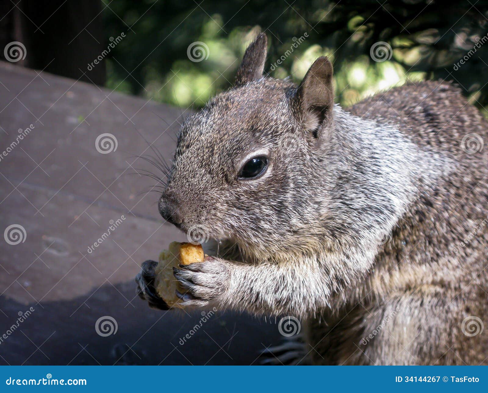 Squirrel Eating in Yosemite Valley Stock Image - Image of valley