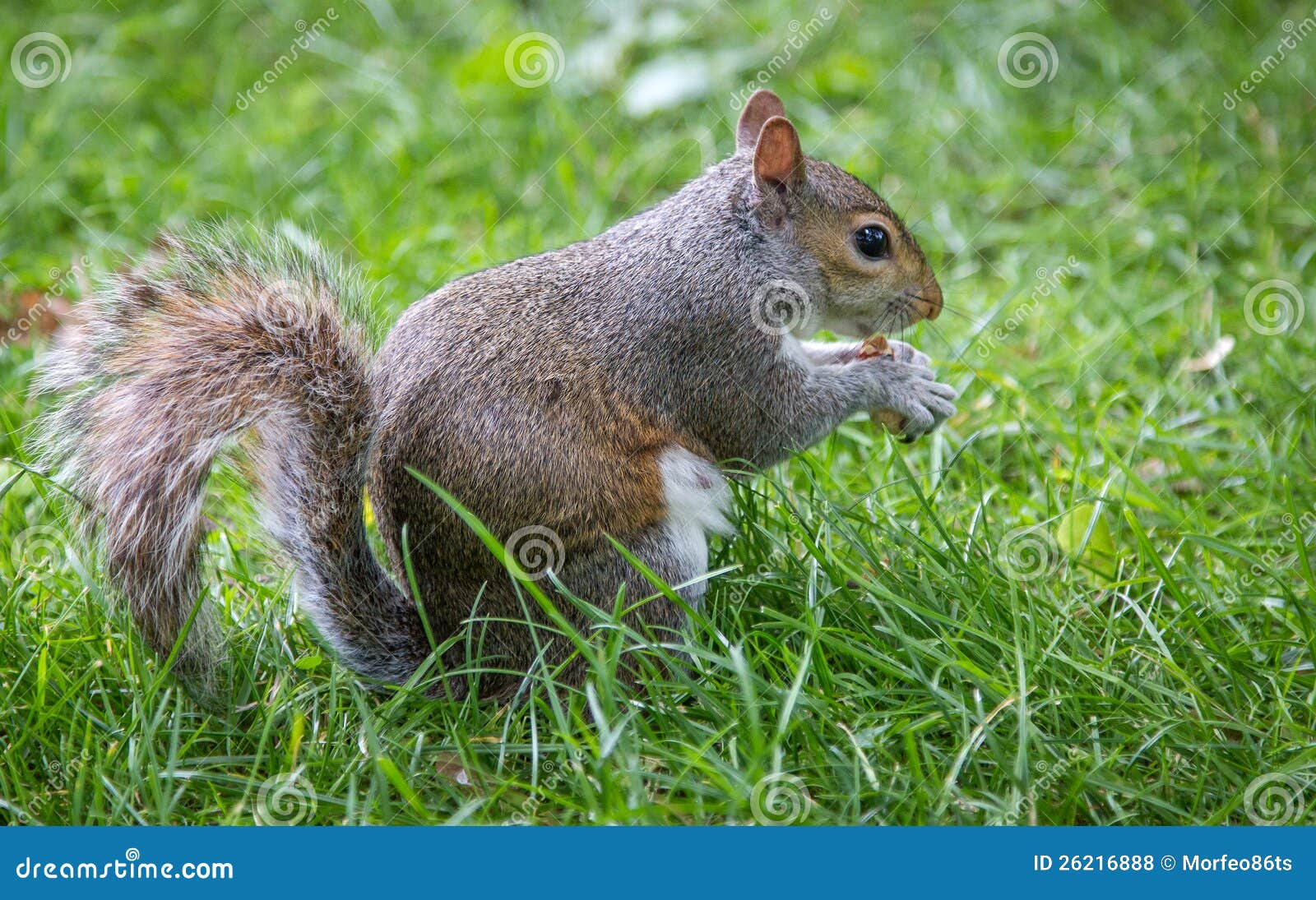 Squirrel eats stock photo. Image of dark, ears, fluffy 26216888