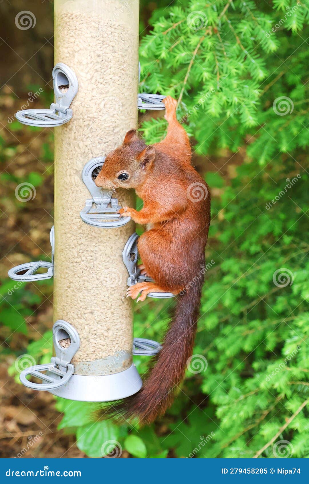 Squirrel Eats from a Feeder House between the Leaves. Stock Image