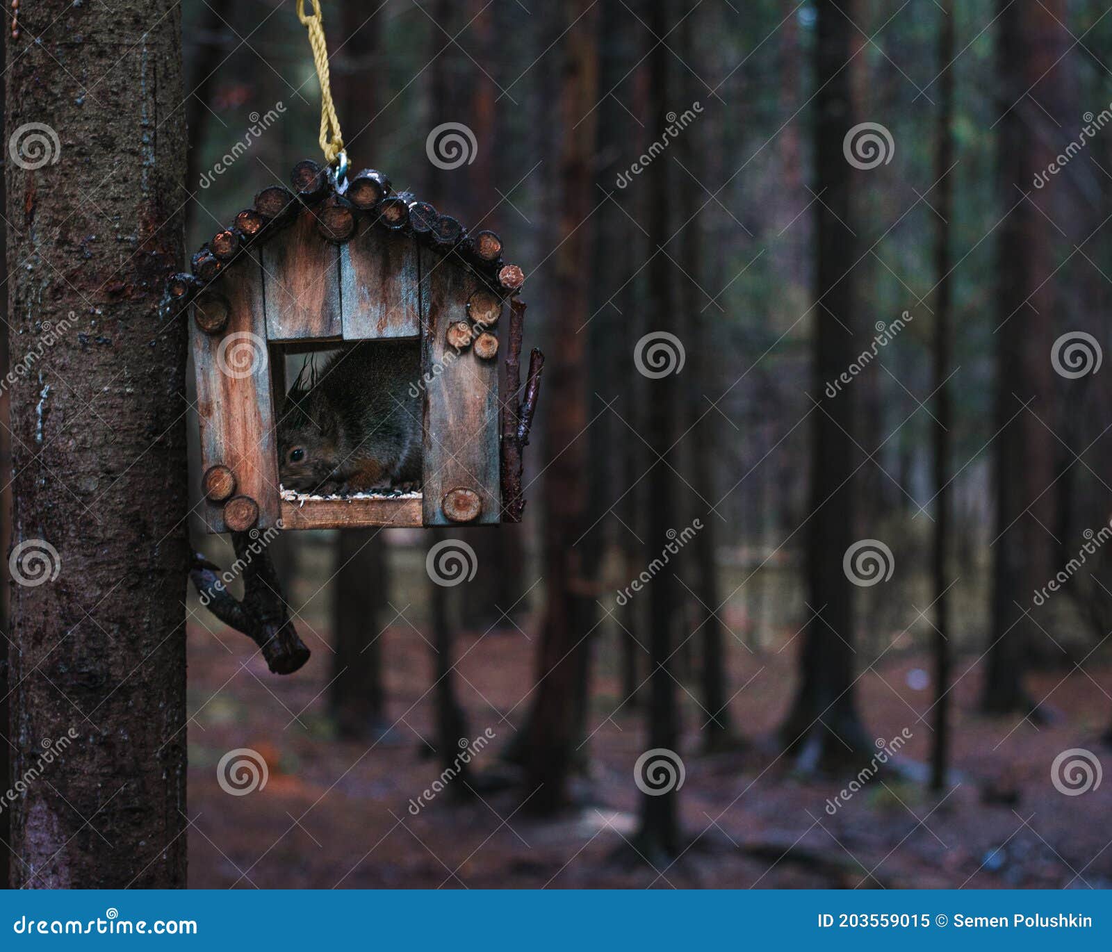 Squirrel Eats in Feeder in the Park Stock Image Image of woods, wood