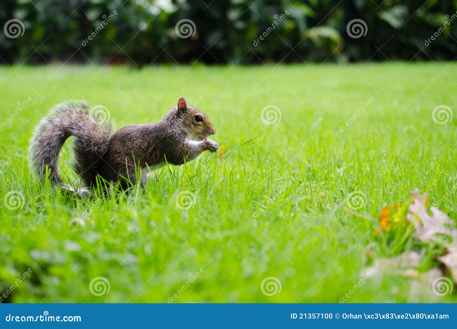 Squirrel eats on grass stock photo. Image of outdoors 21357100