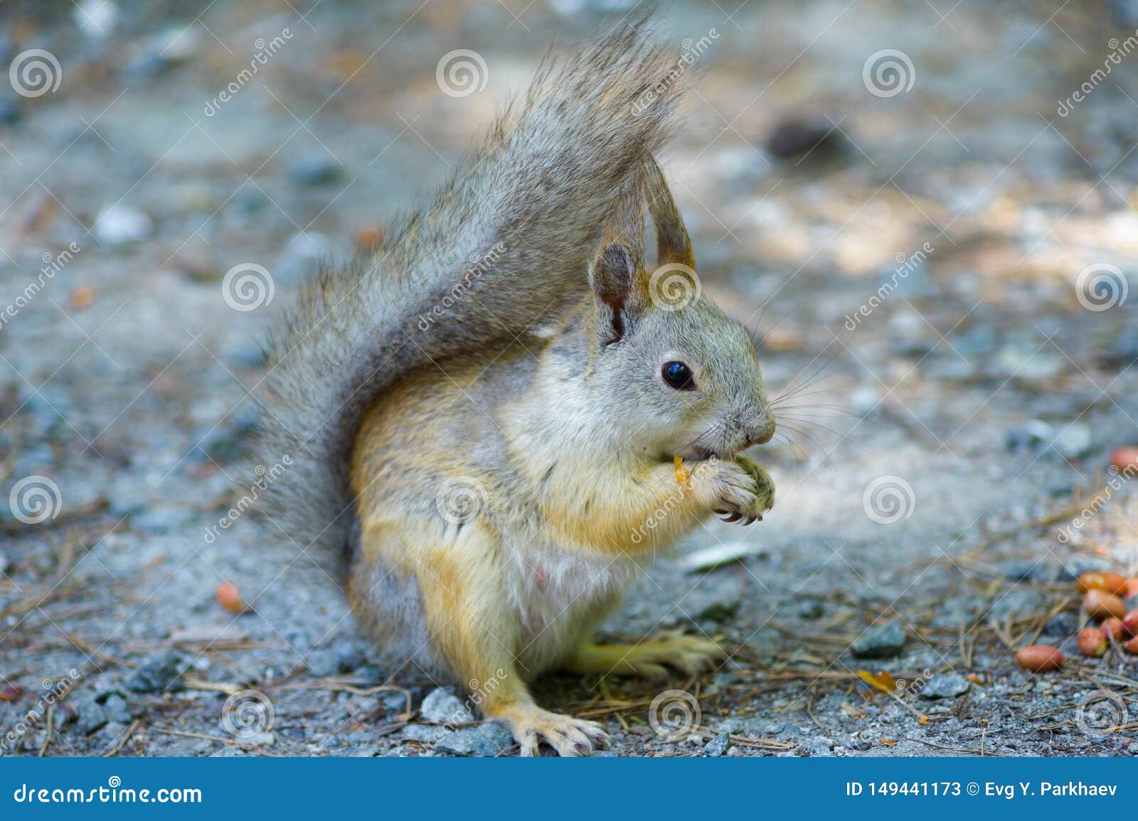 Squirrel Eats a Nut Peanuts, Photo Front Right, Tail Raised Stock Image