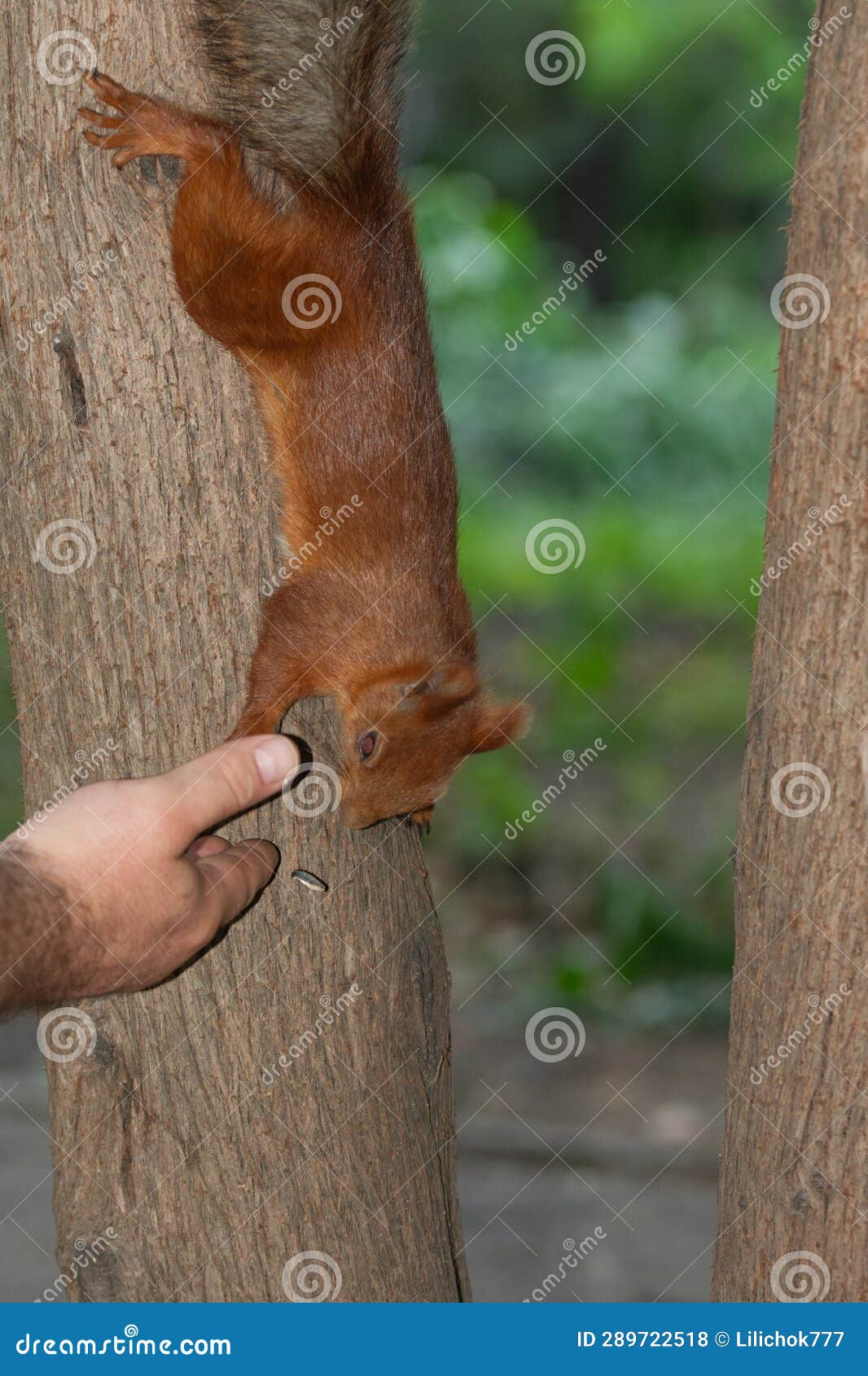 squirrel eats om a person' hand