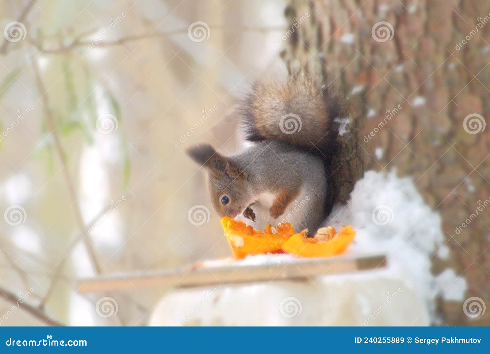 Squirrel Eats Orange Pumpkin Stock Image Image of nature, gerbil