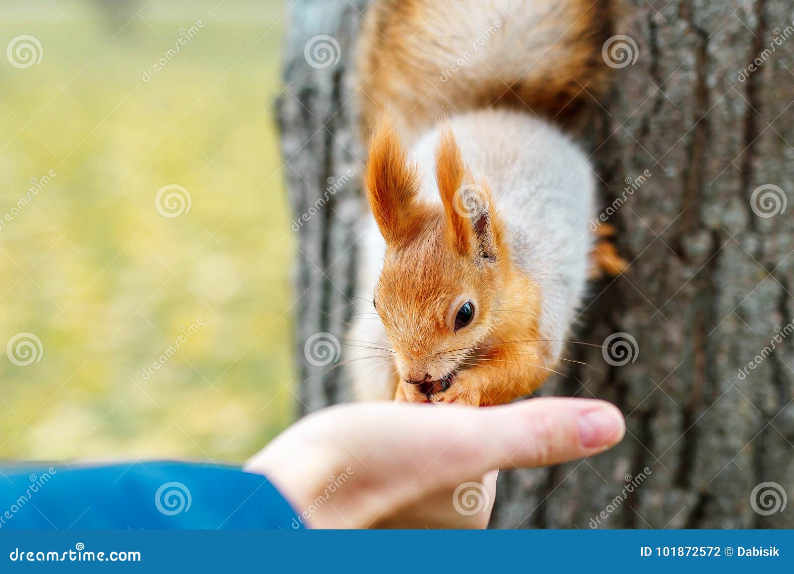 Squirrel Eats from the Wood in the Forest. a Man is Feeding a Sq Stock