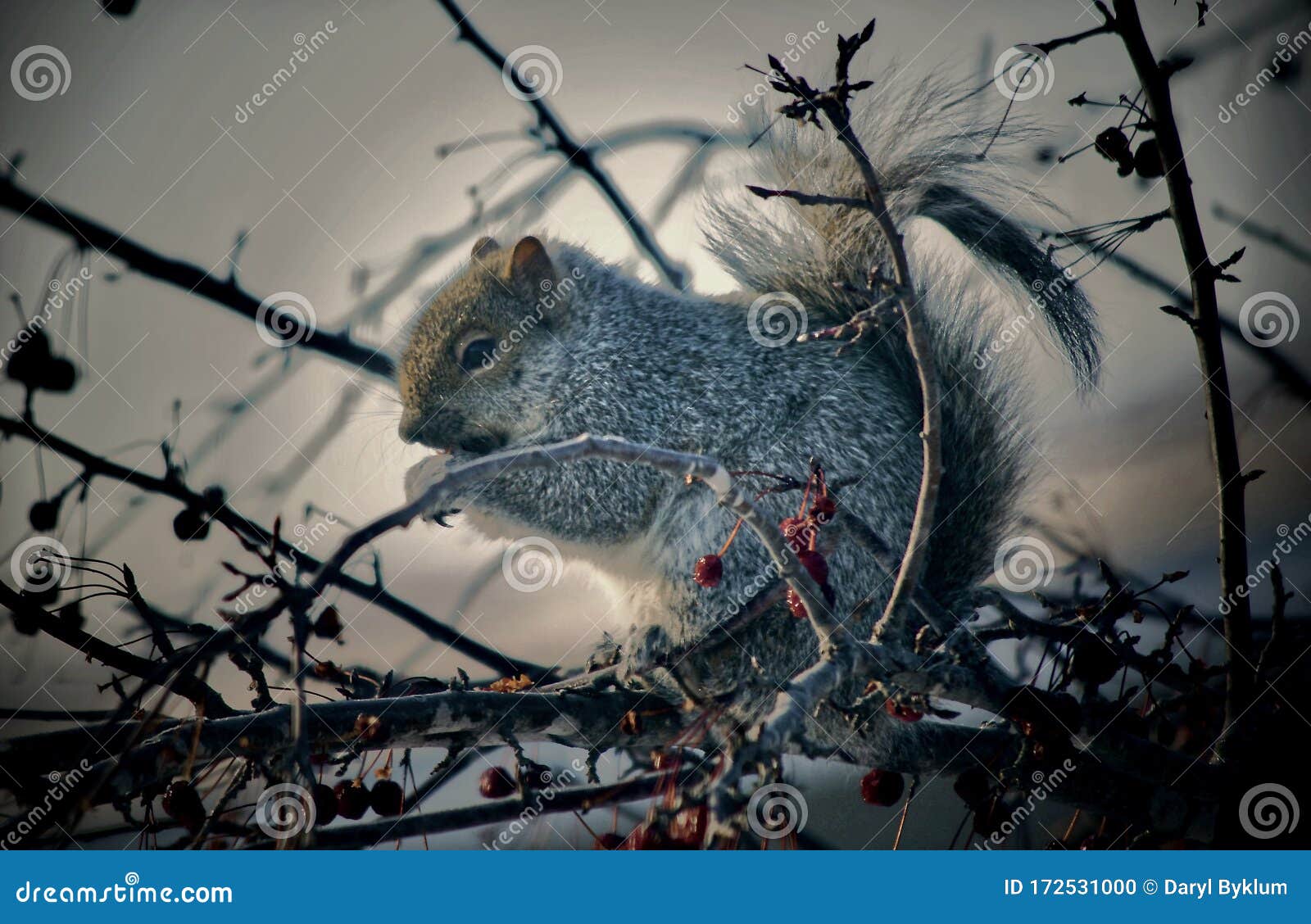 A Squirrel enjoys a Berry stock photo. Image of fulfilling 172531000