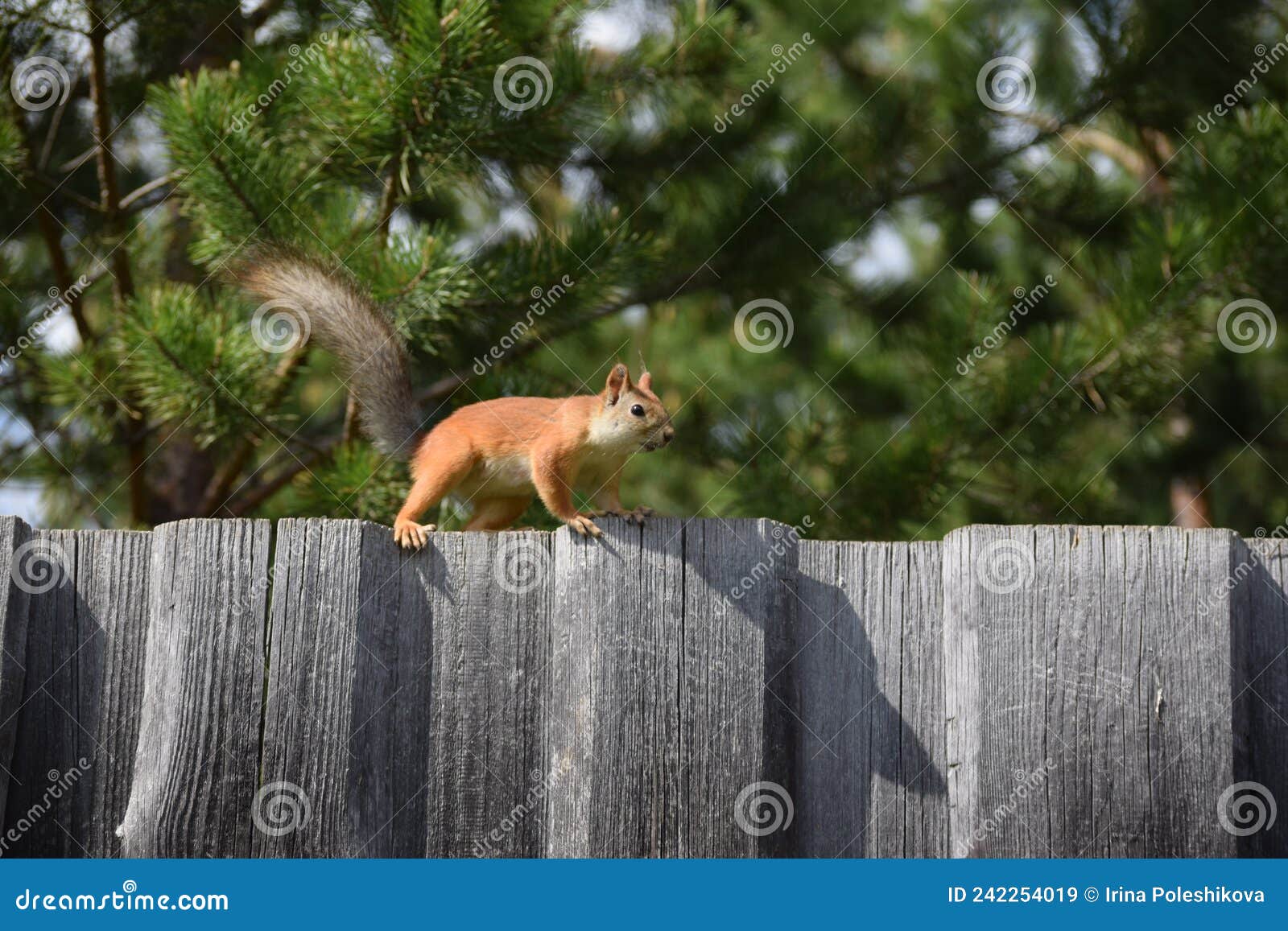 Squirrel on the Fence in the Garden Stock Image Image of fence, park 242254019