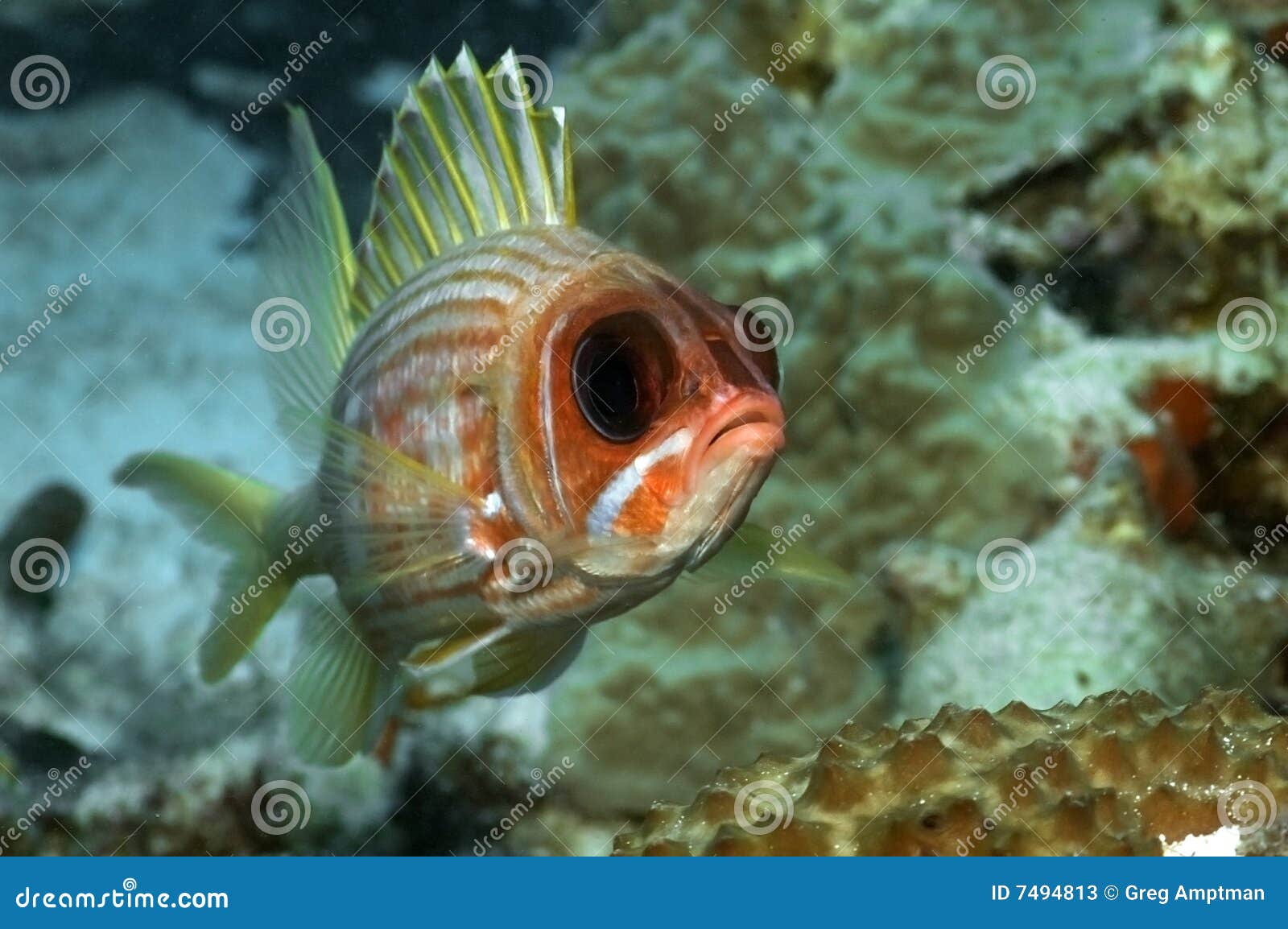 Squirrel Fish stock image. Image of underwater, marine 7494813