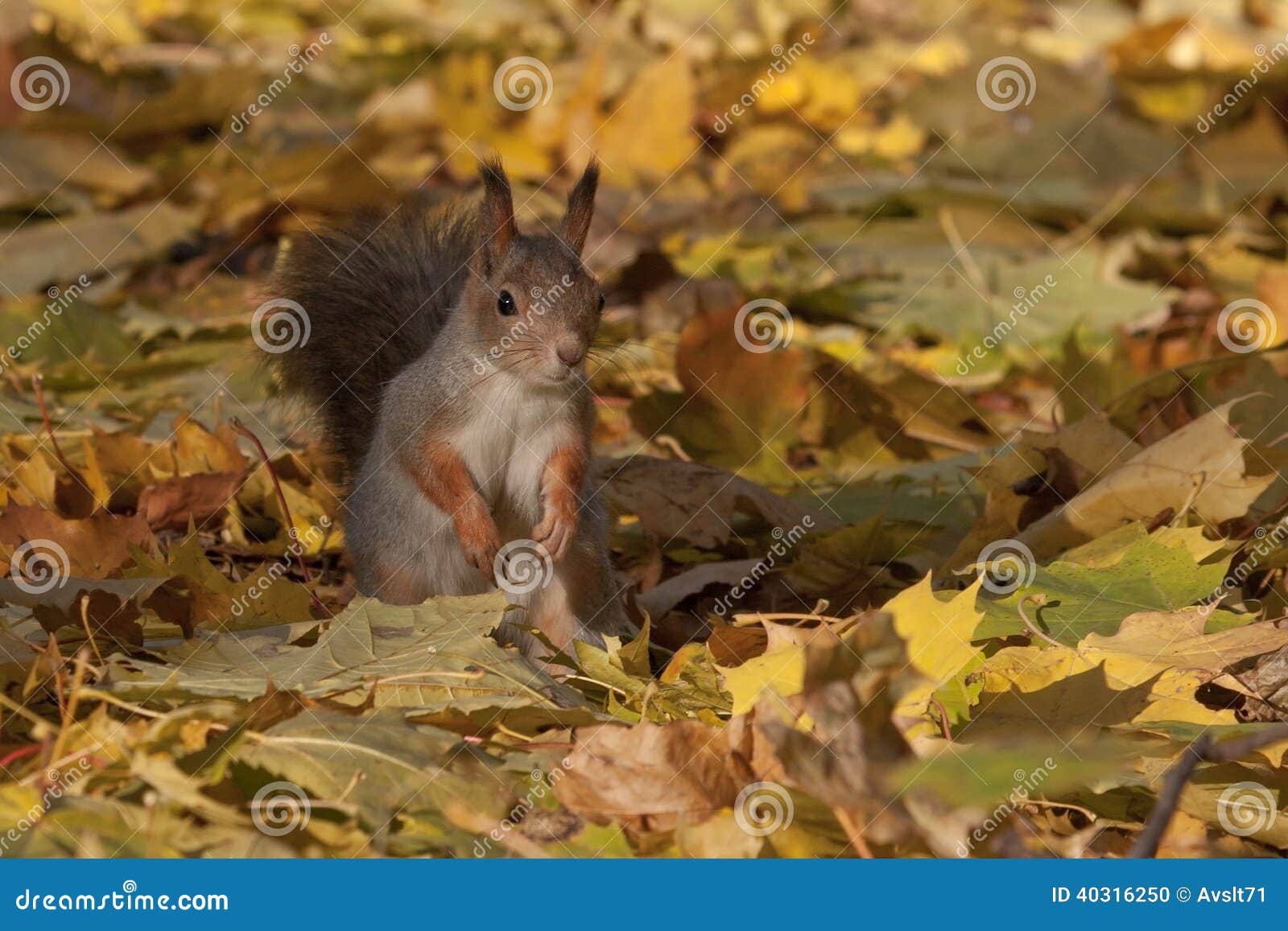 Squirrel on the Foliage of Maple Stock Photo Image of golden