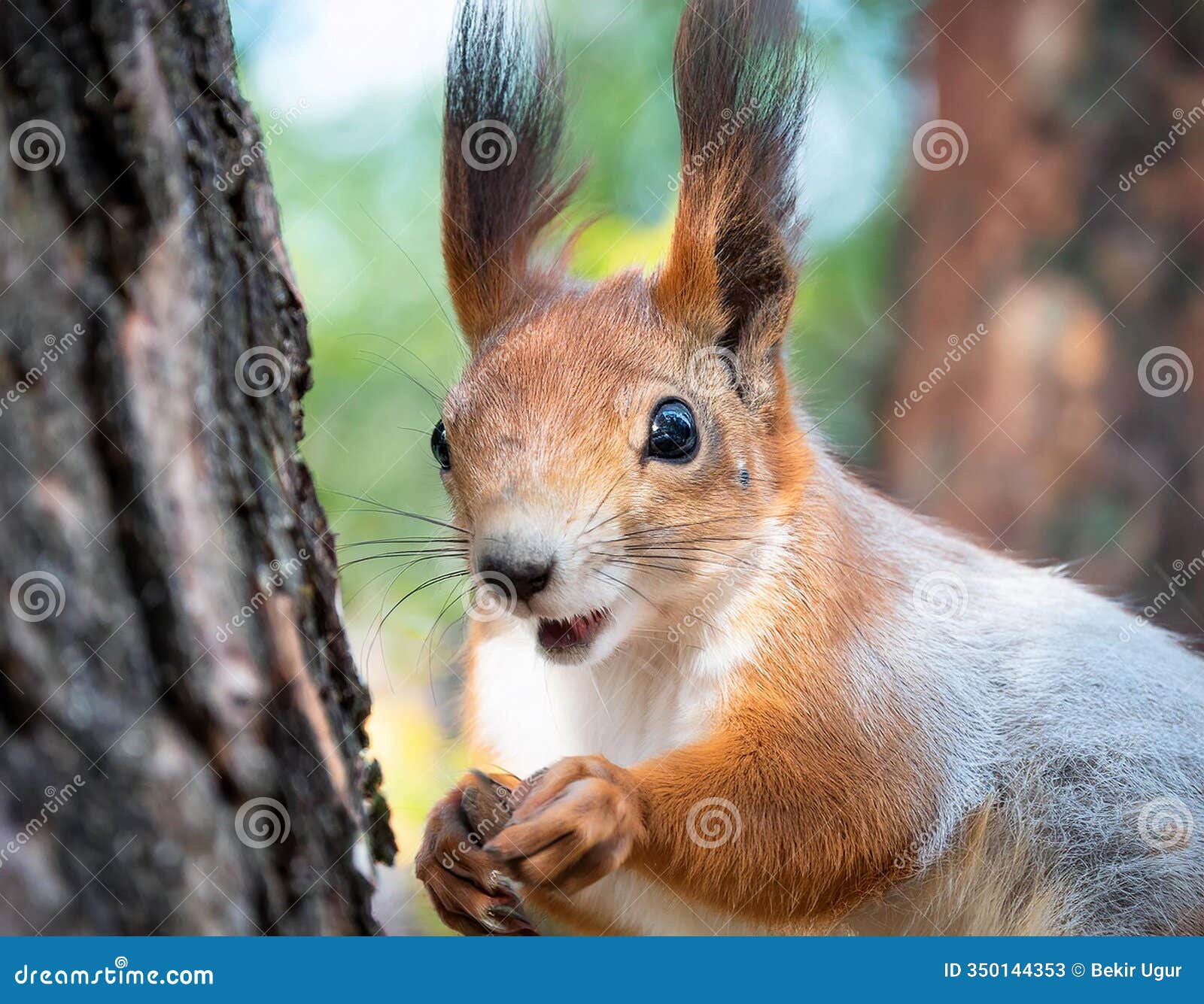 squirrel with funny face. the funny faced little squirrel