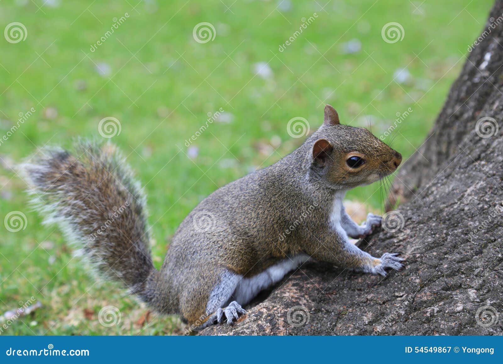 Squirrel getting ready stock image. Image of ready, girlfriend - 54549867