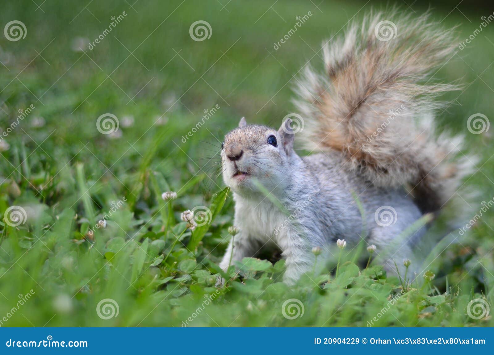 Squirrel on grass stock image. Image of squirrel, feed 20904229