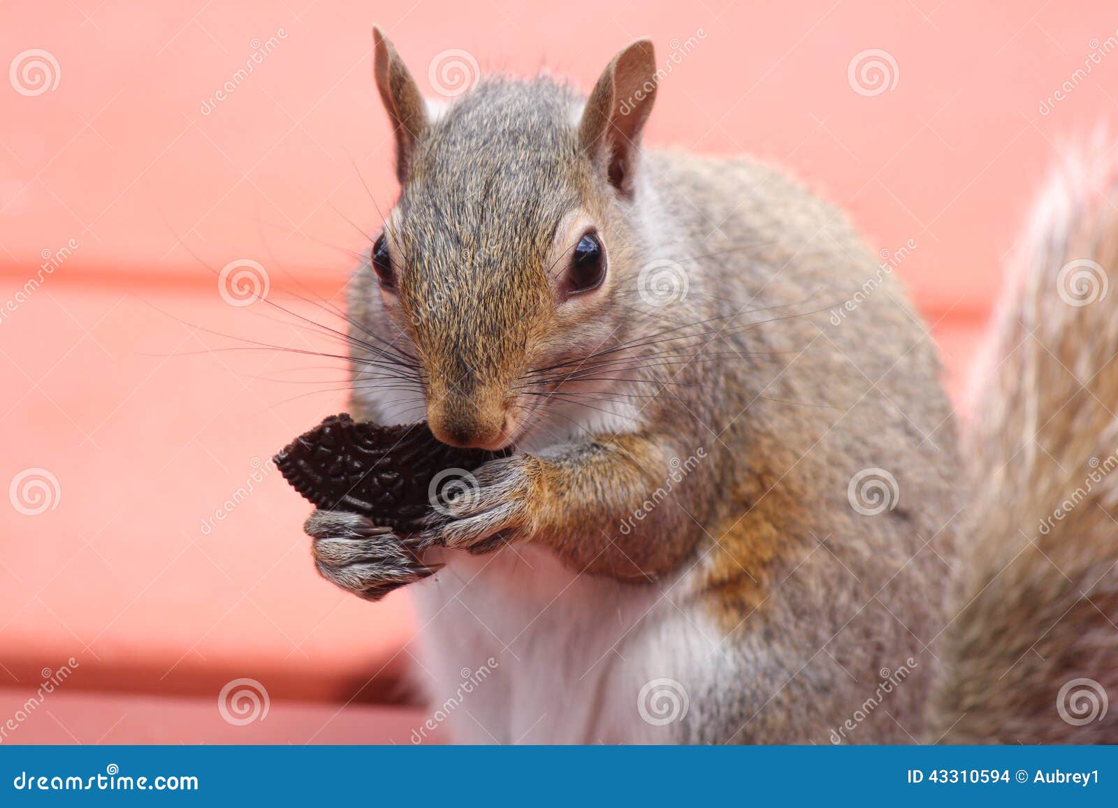 Squirrel, Grey (Young) stock photo. Image of young, outdoors 43310594