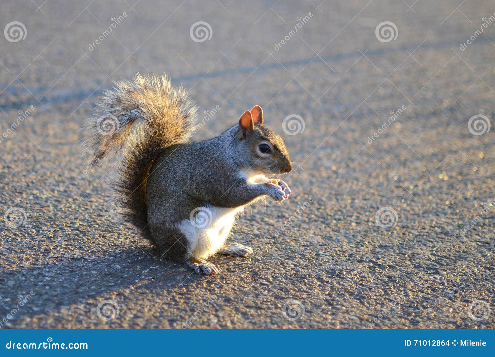 Grey squirrel on ground