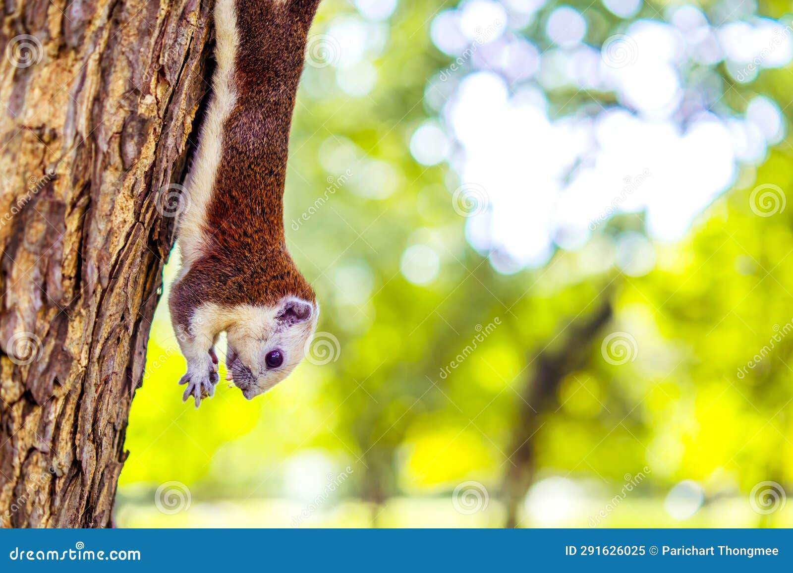 Squirrel Hanging Upside Down with Walnut on Tree Stock Image Image of