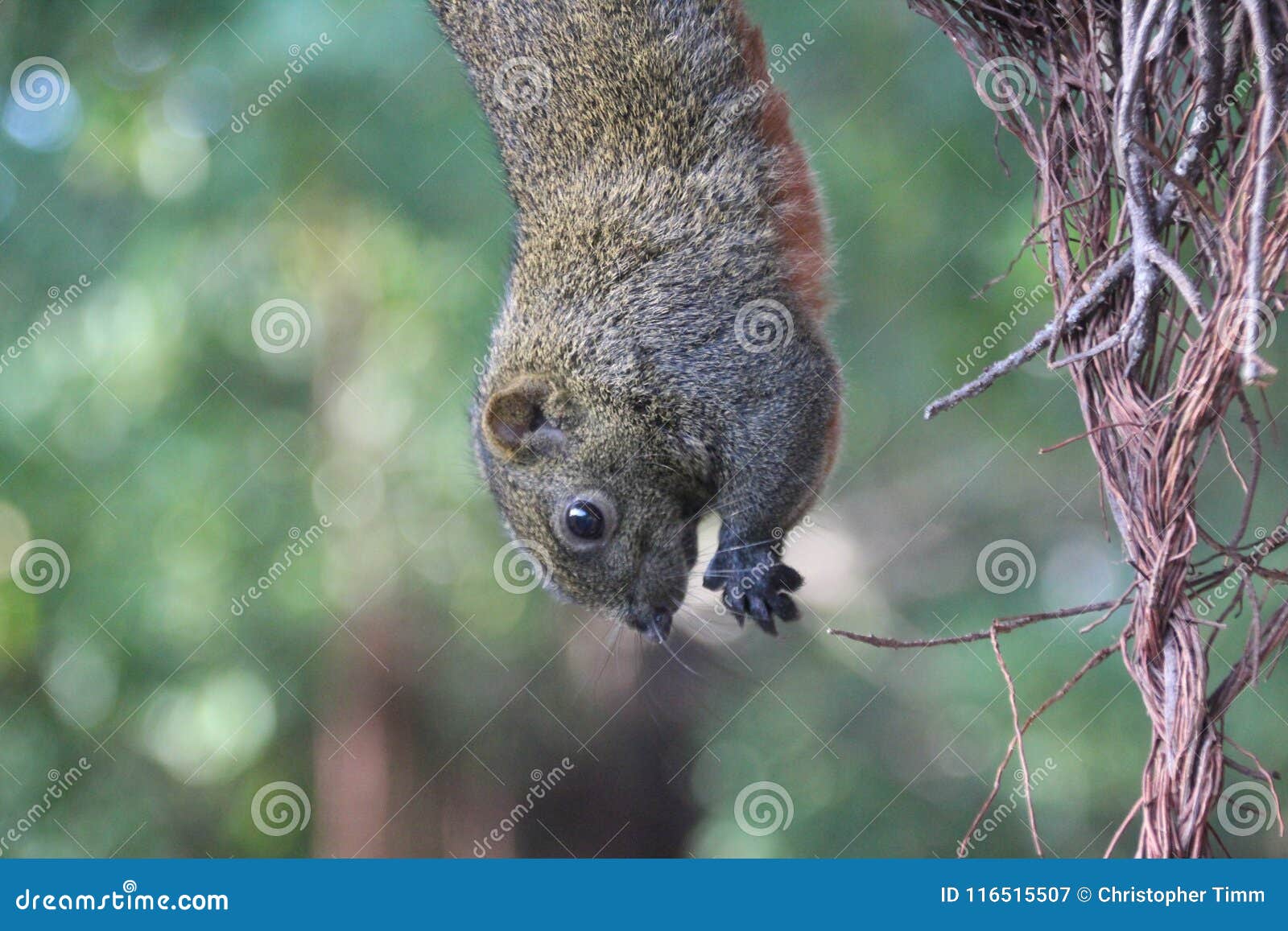 Squirrel Hangs Upside Down On A Tree Trunk Stock Image CartoonDealer