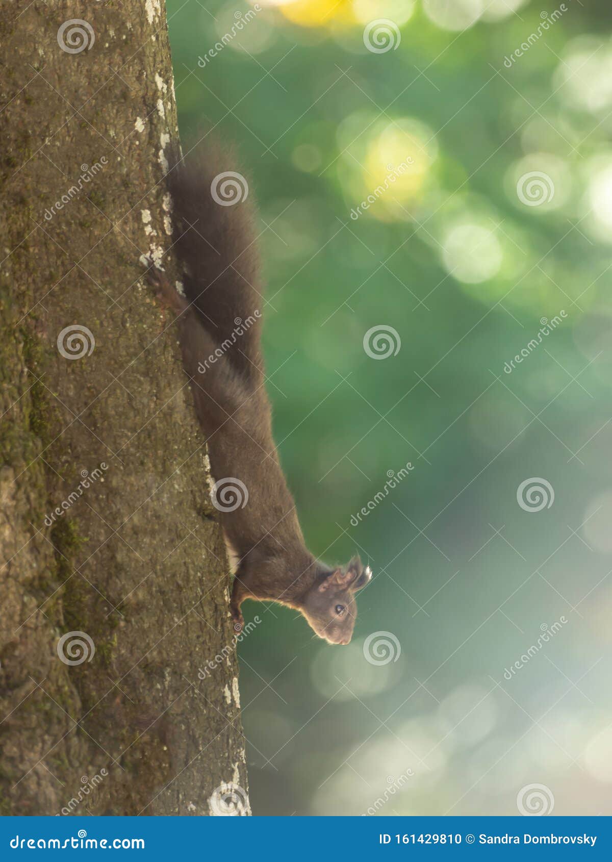 Squirrel Hangs Upside Down On A Tree Trunk Stock Image CartoonDealer