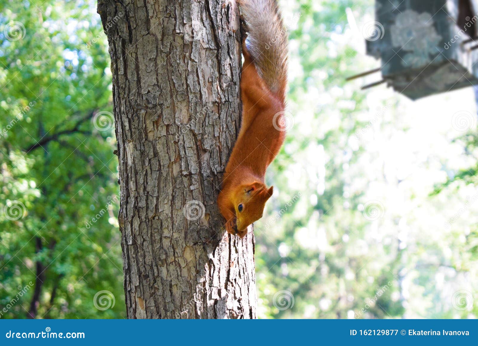 Squirrel Hangs Upside Down on a Tree Trunk Stock Image Image of