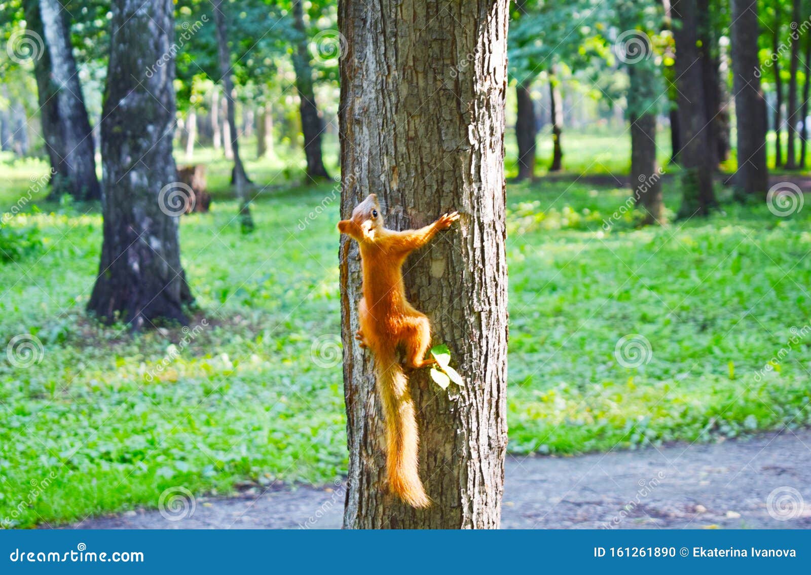 Squirrel Hangs Upside Down on a Tree Trunk Stock Photo Image of