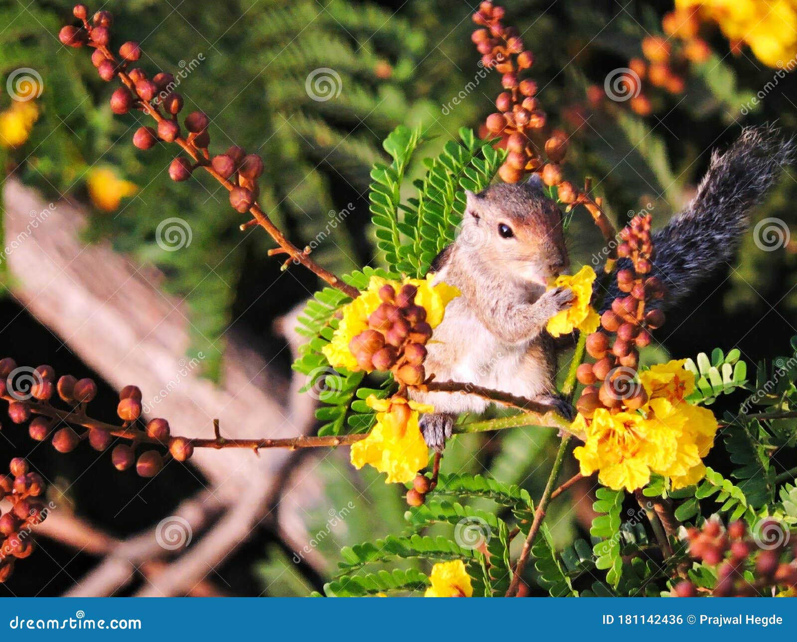 Squirrel having a bite stock photo. Image of pretty 181142436