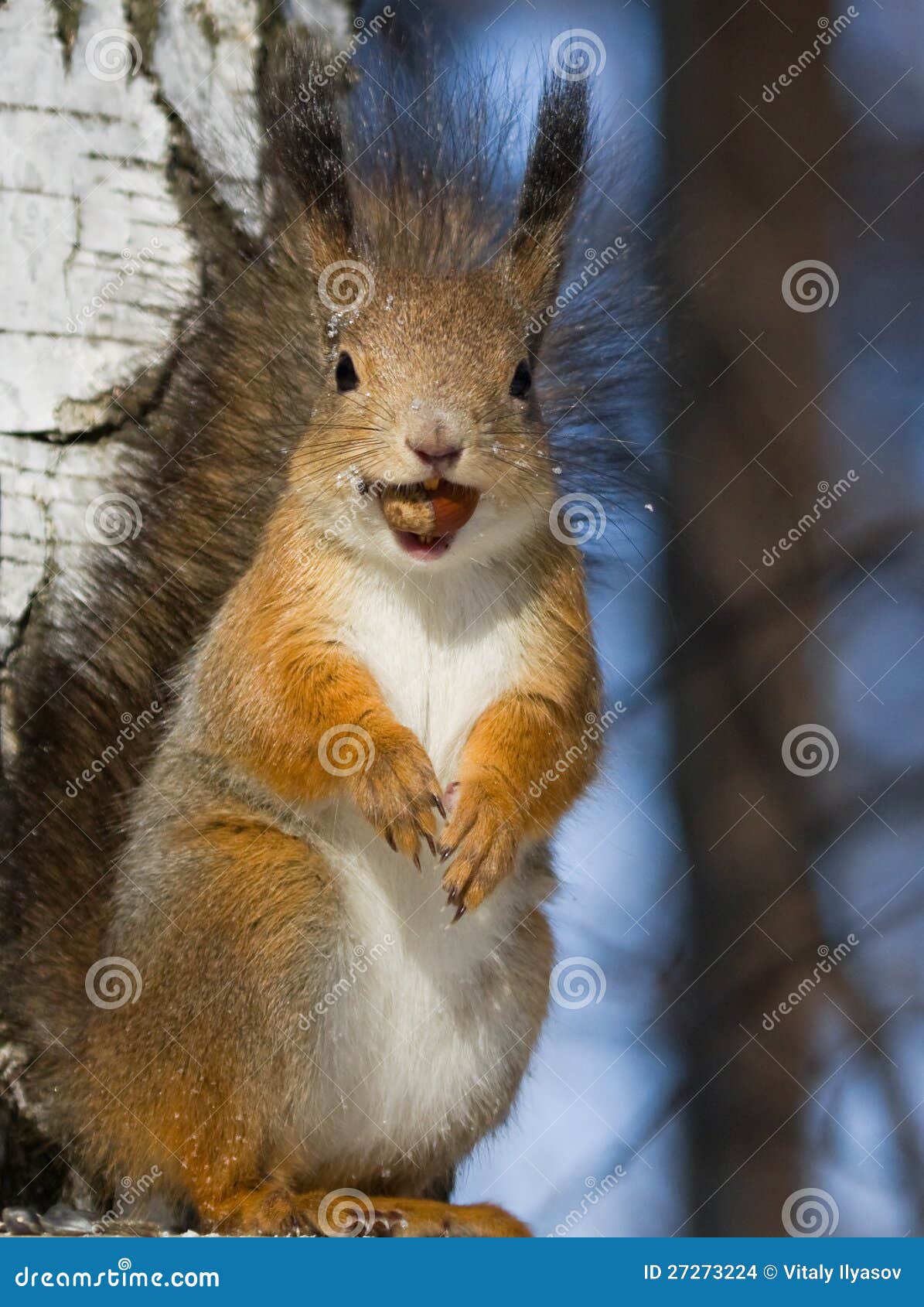 34,583 Funny Squirrel Stock Photos - Free & Royalty-Free Stock Photos from  Dreamstime