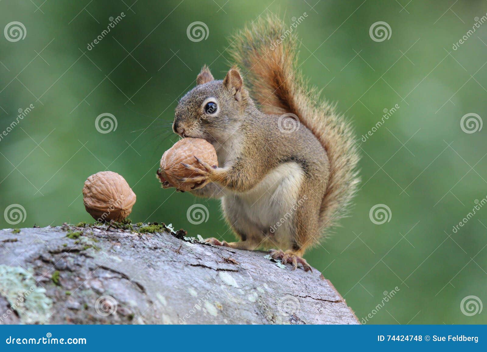 squirrel holds a nut