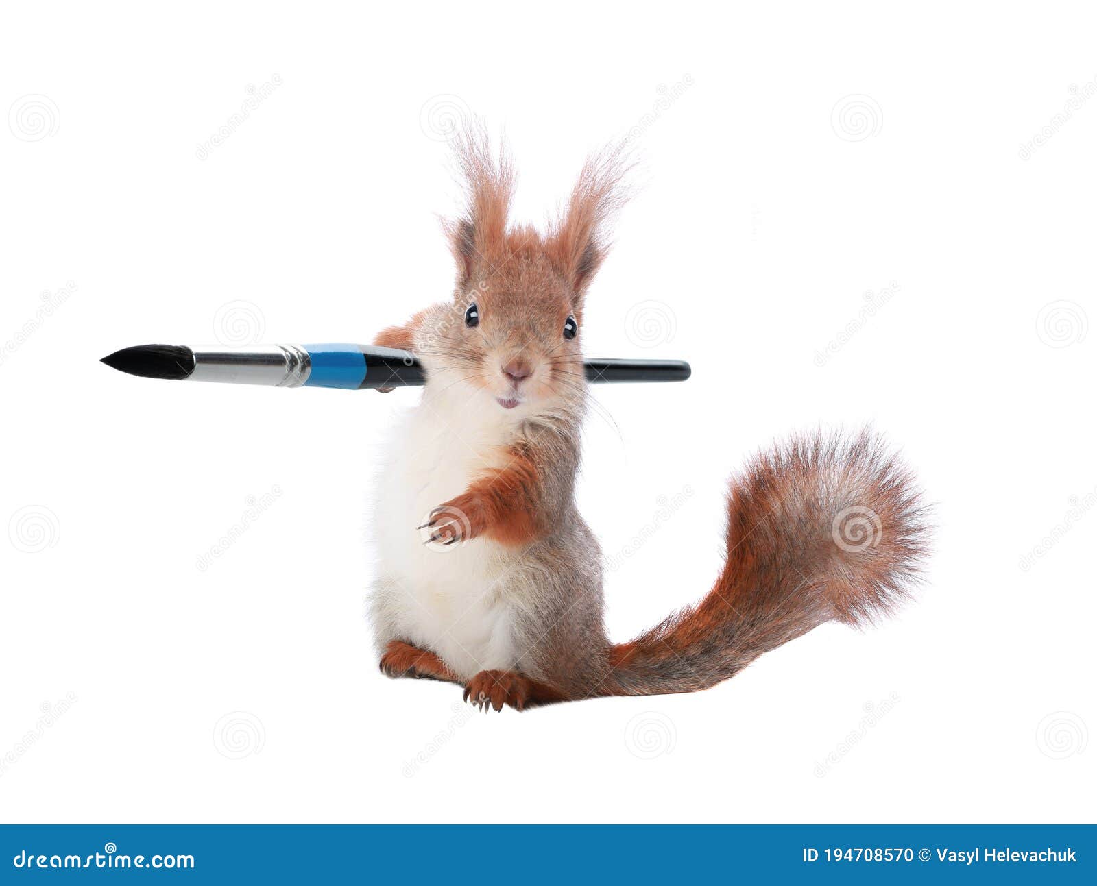 Squirrel Holds a Paintbrush Isolated on a White Stock Photo Image of