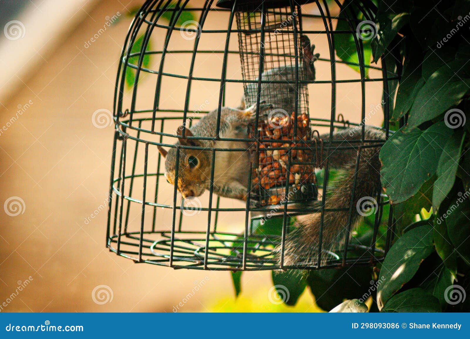 Squirrel Inside an AntiSquirrel Bird Feeder Stock Photo Image of