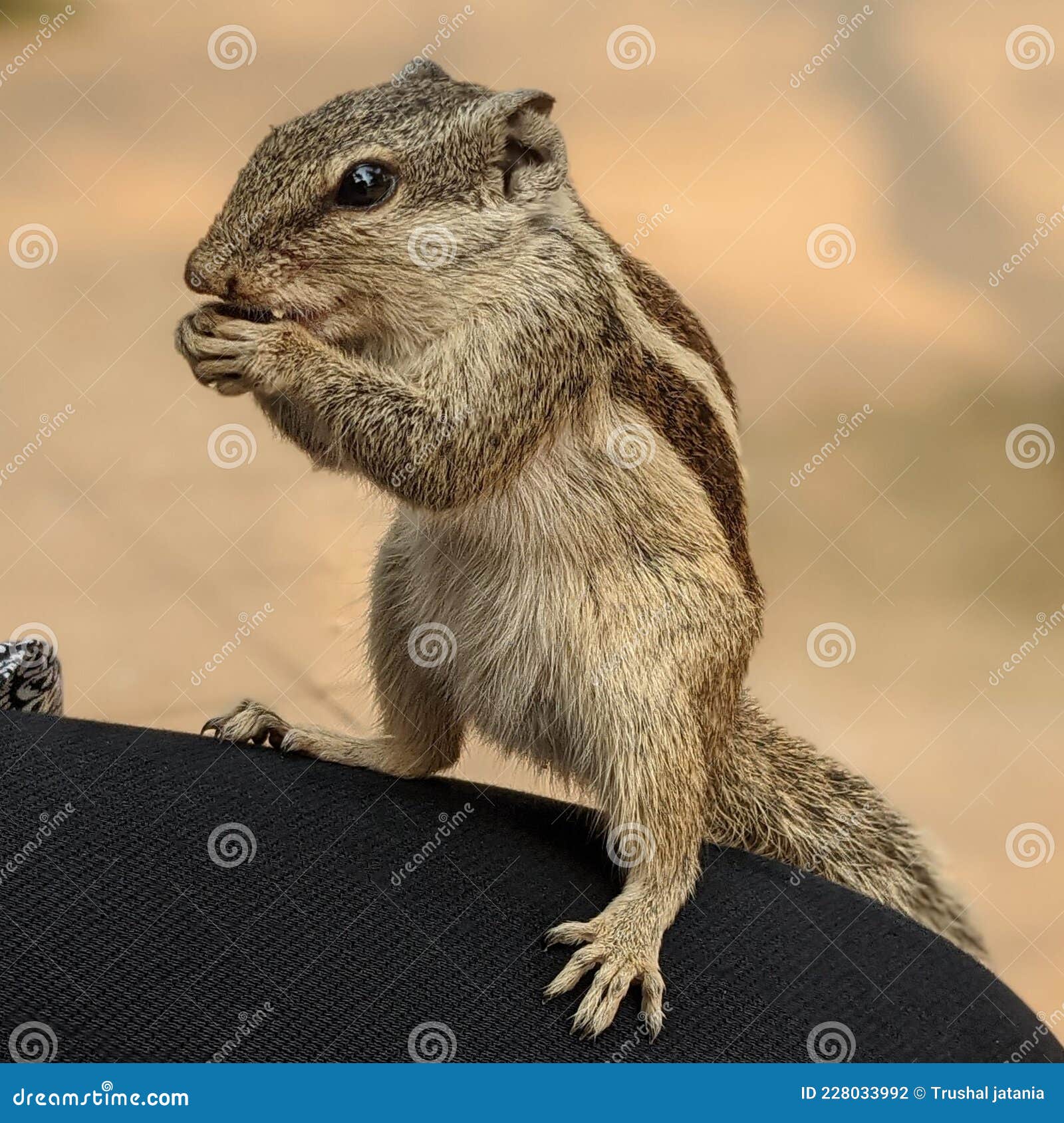 Squirrel are Just Famous Rats Stock Photo Image of squirrel, mouse