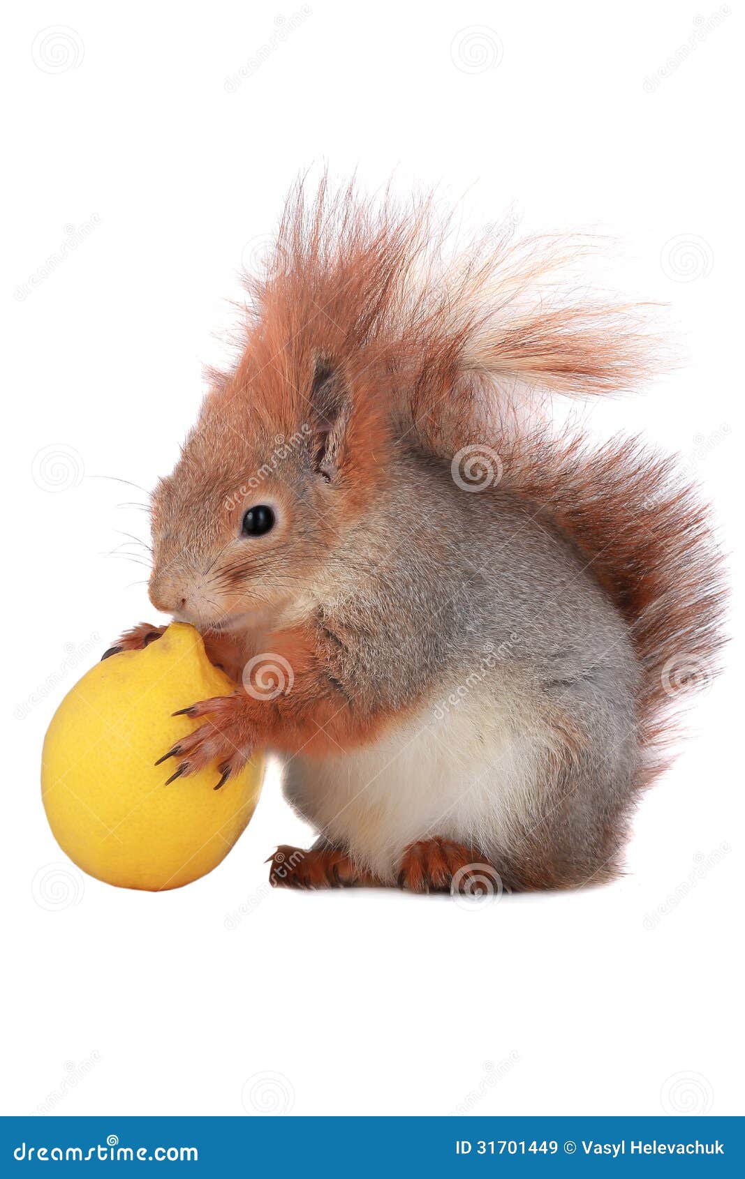 Squirrel stock image. Image of look, curious, tiny, nice 31701449