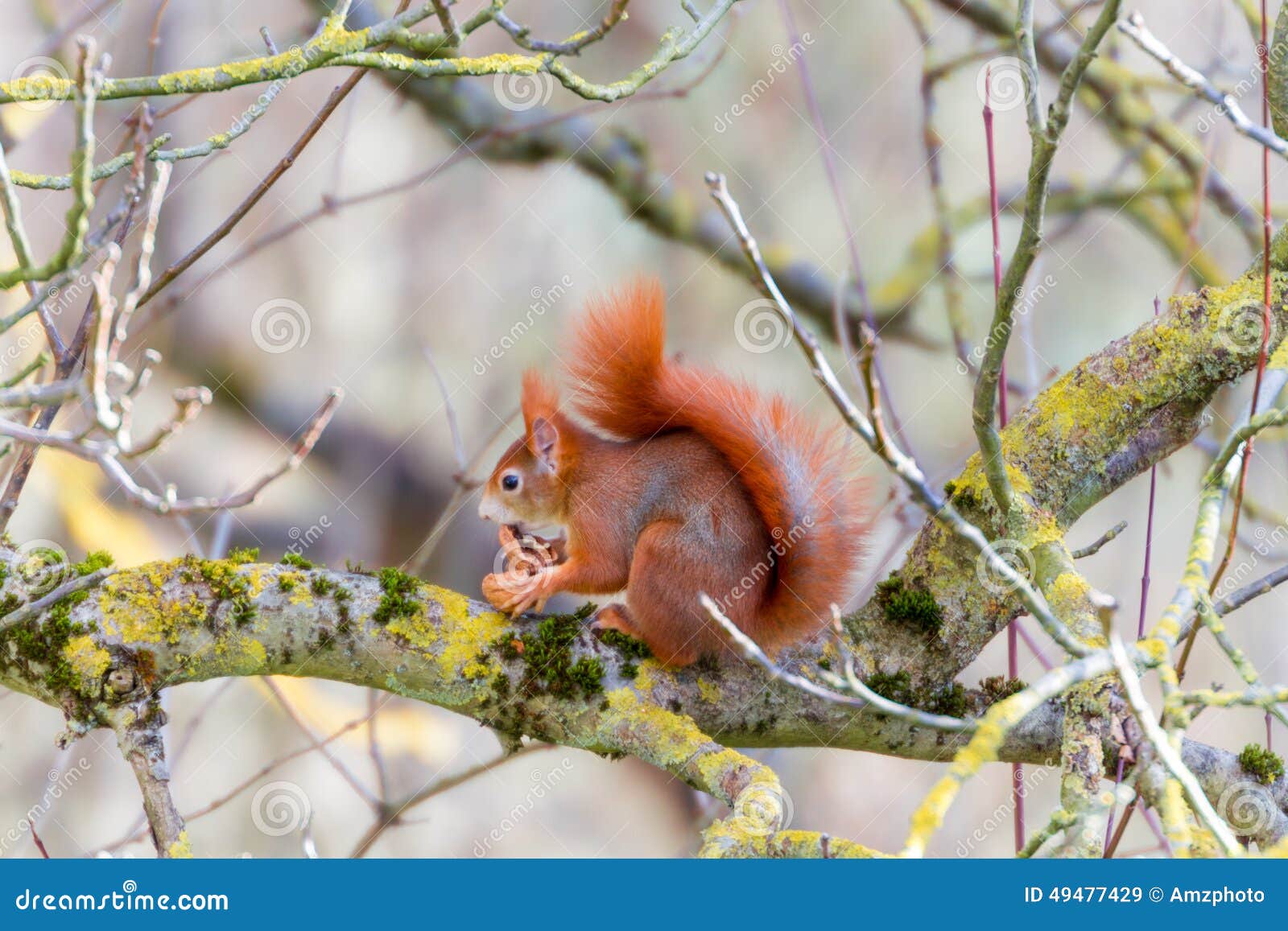 Squirrel likes its walnut stock image. Image of cracking 49477429