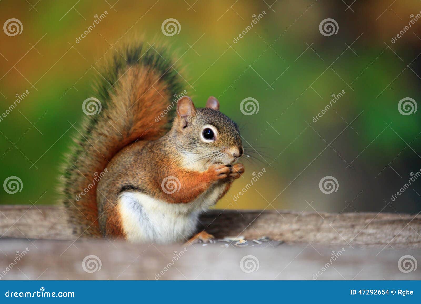 squirrel