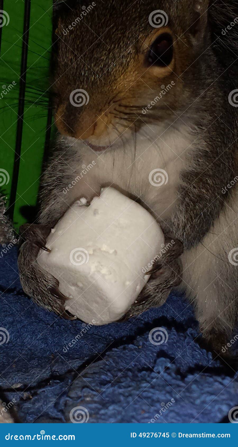 Squirrel with marshmallow stock image. Image of marshmallow 49276745