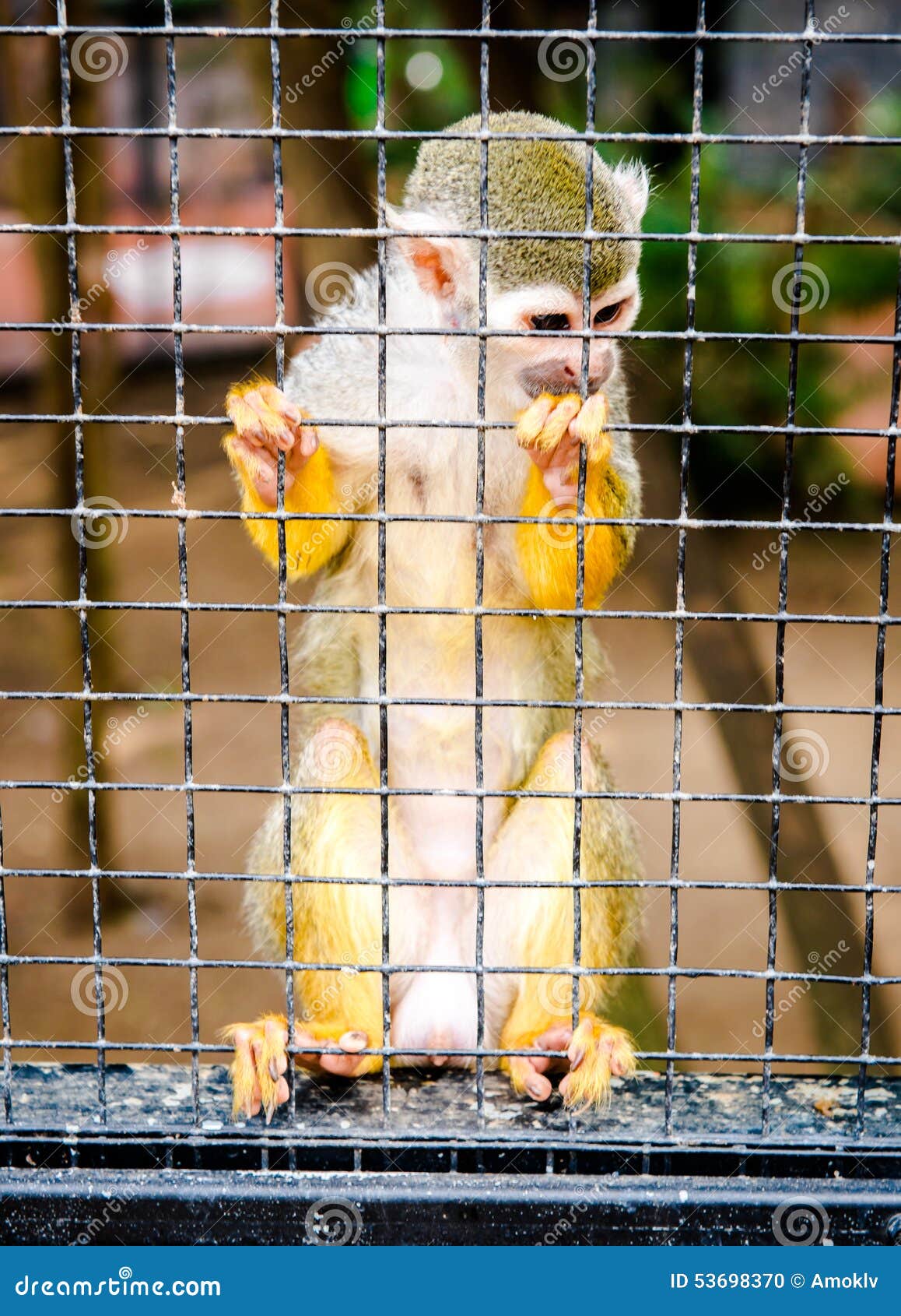 Red Squirrel, Locked In A Cage, Gnaws Lattice With His Teeth. Keeping