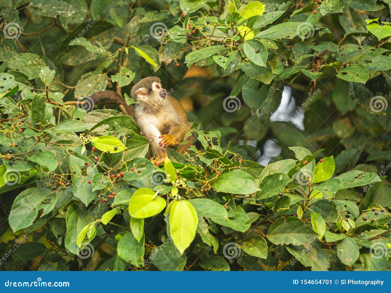 squirrel monkeys eating