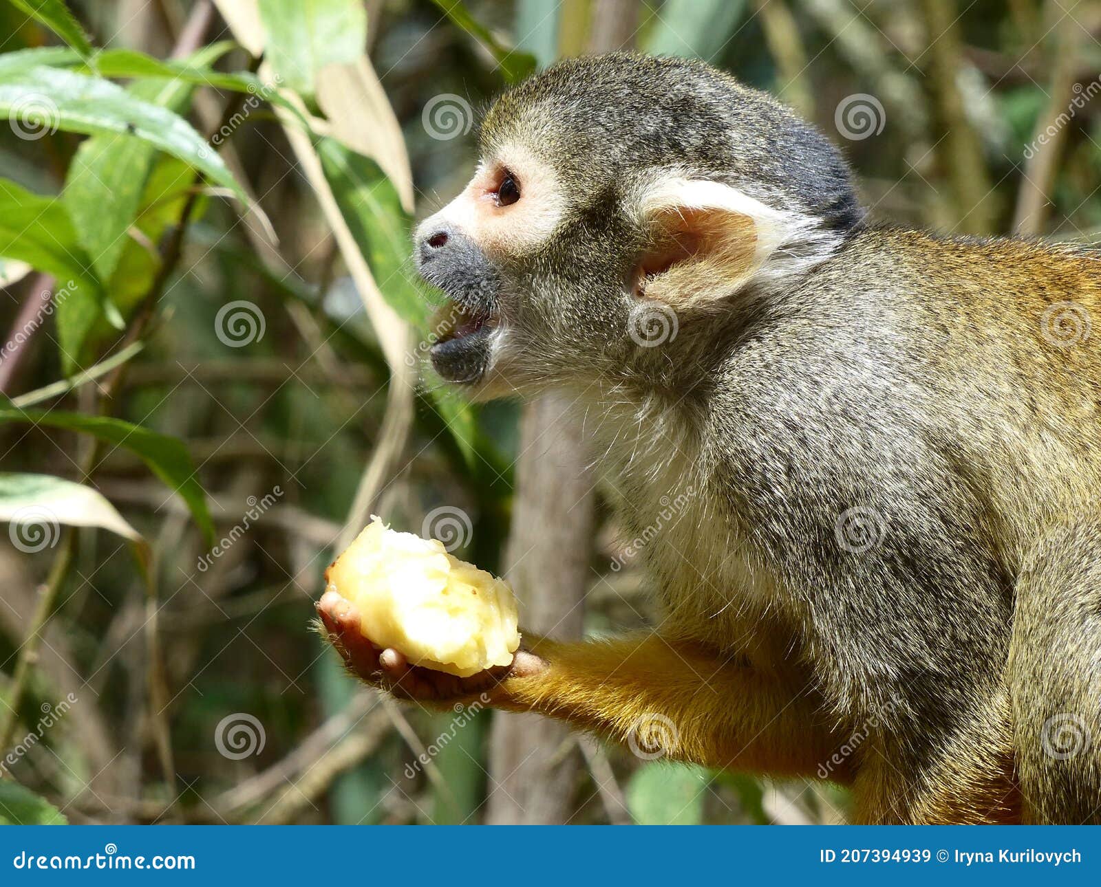 squirrel monkeys eating