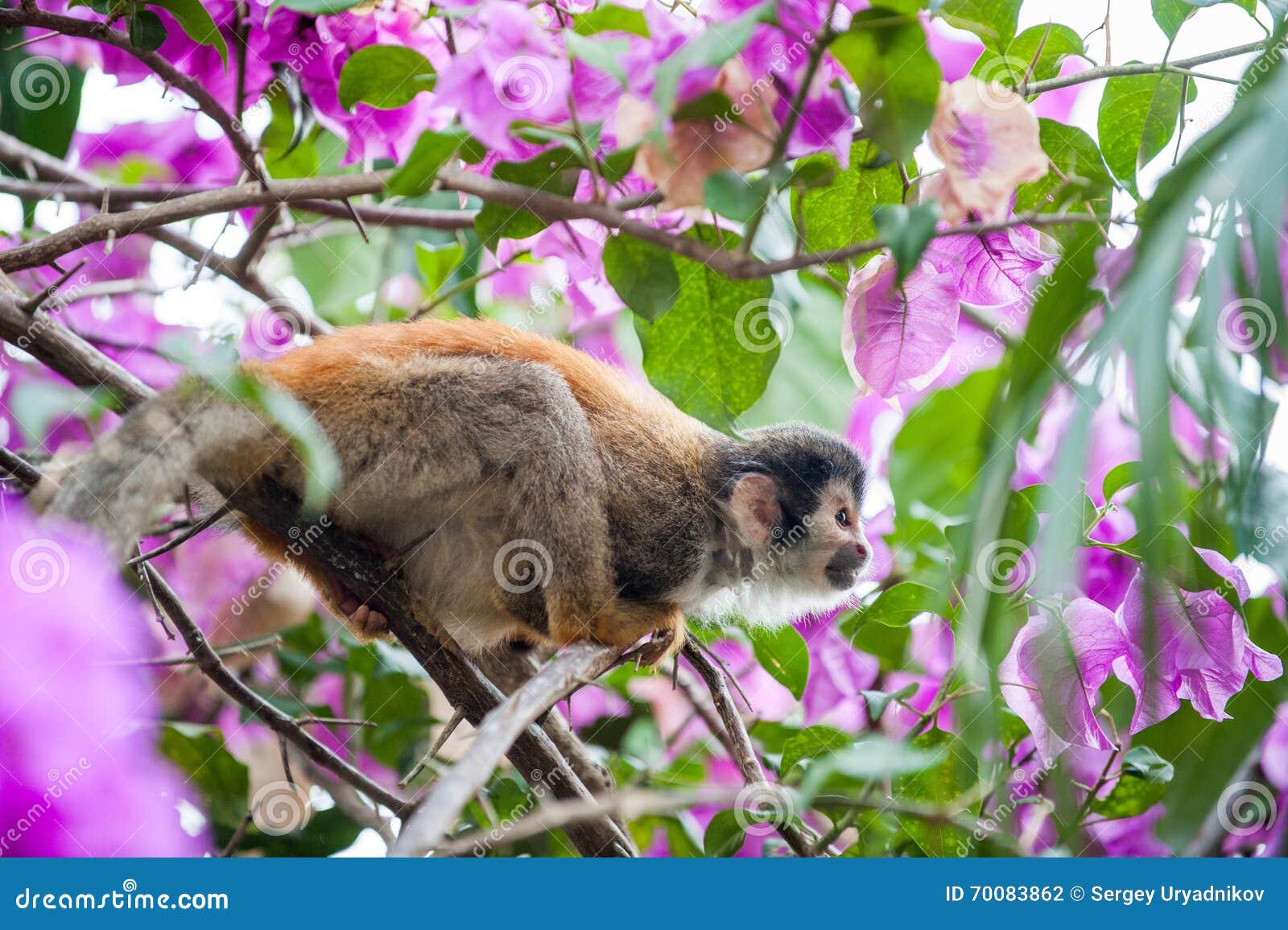 the squirrel monkey and pink flowers.the common squirrel monkey (saimiri sciureus)