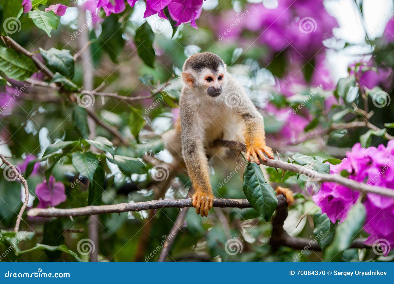 the squirrel monkey and pink flowers. the common squirrel monkey (saimiri sciureus)