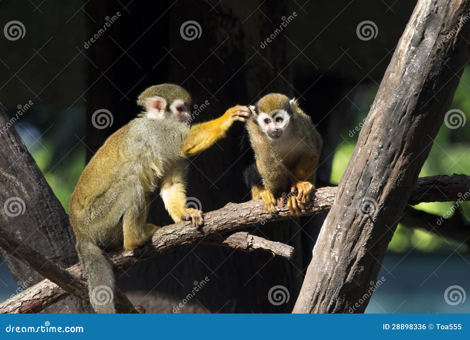 squirrel monkey (saimiri sciureus)