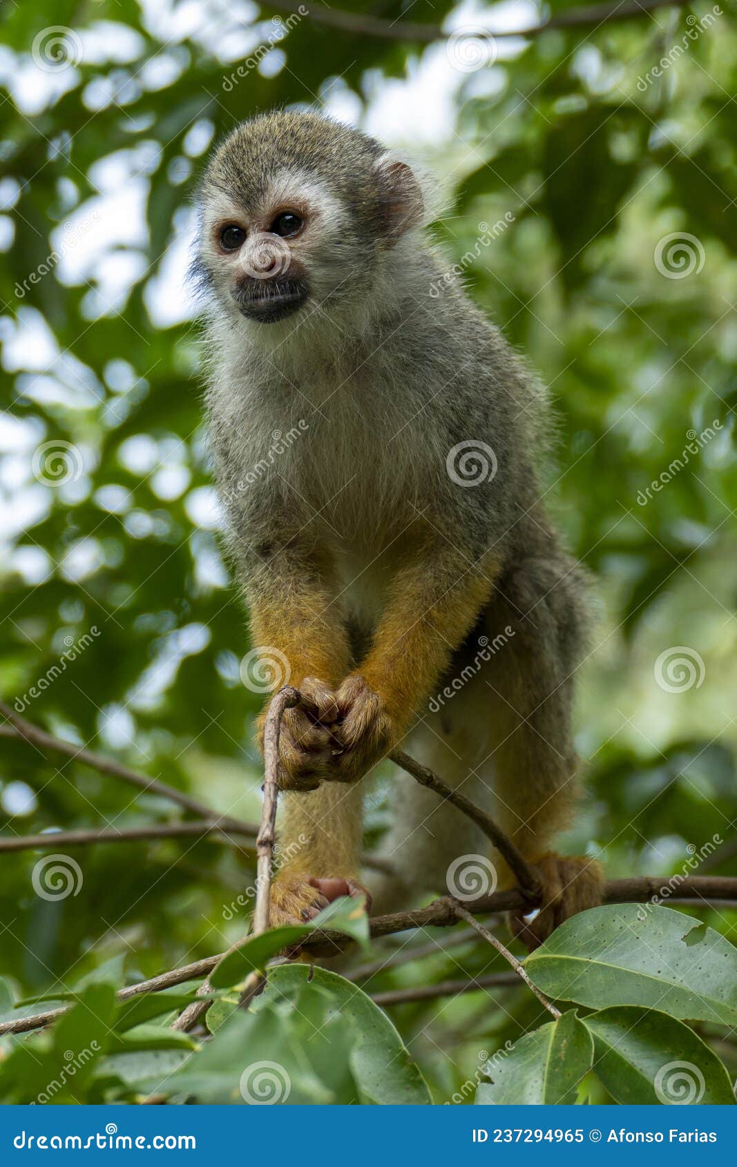 squirrel monkey saimiri sciureus in the tapajos river, amazon rainforest