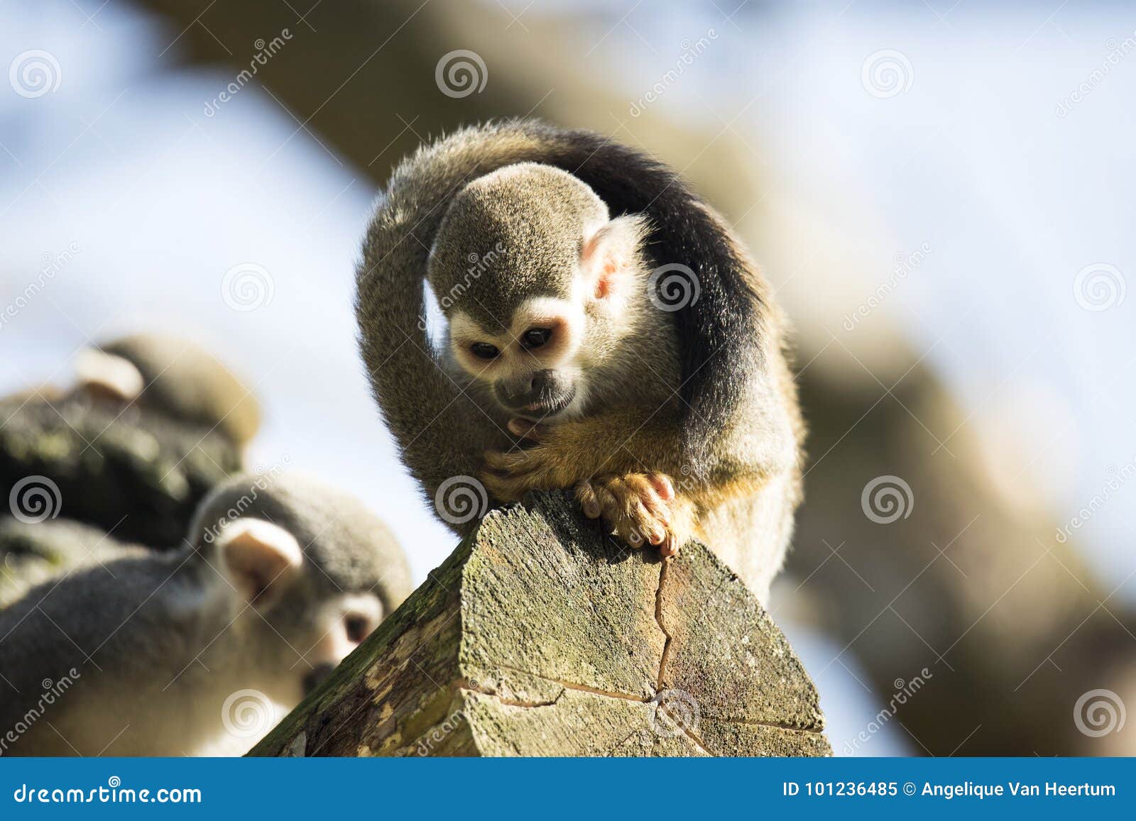 squirrel monkey sitting on treetrunk