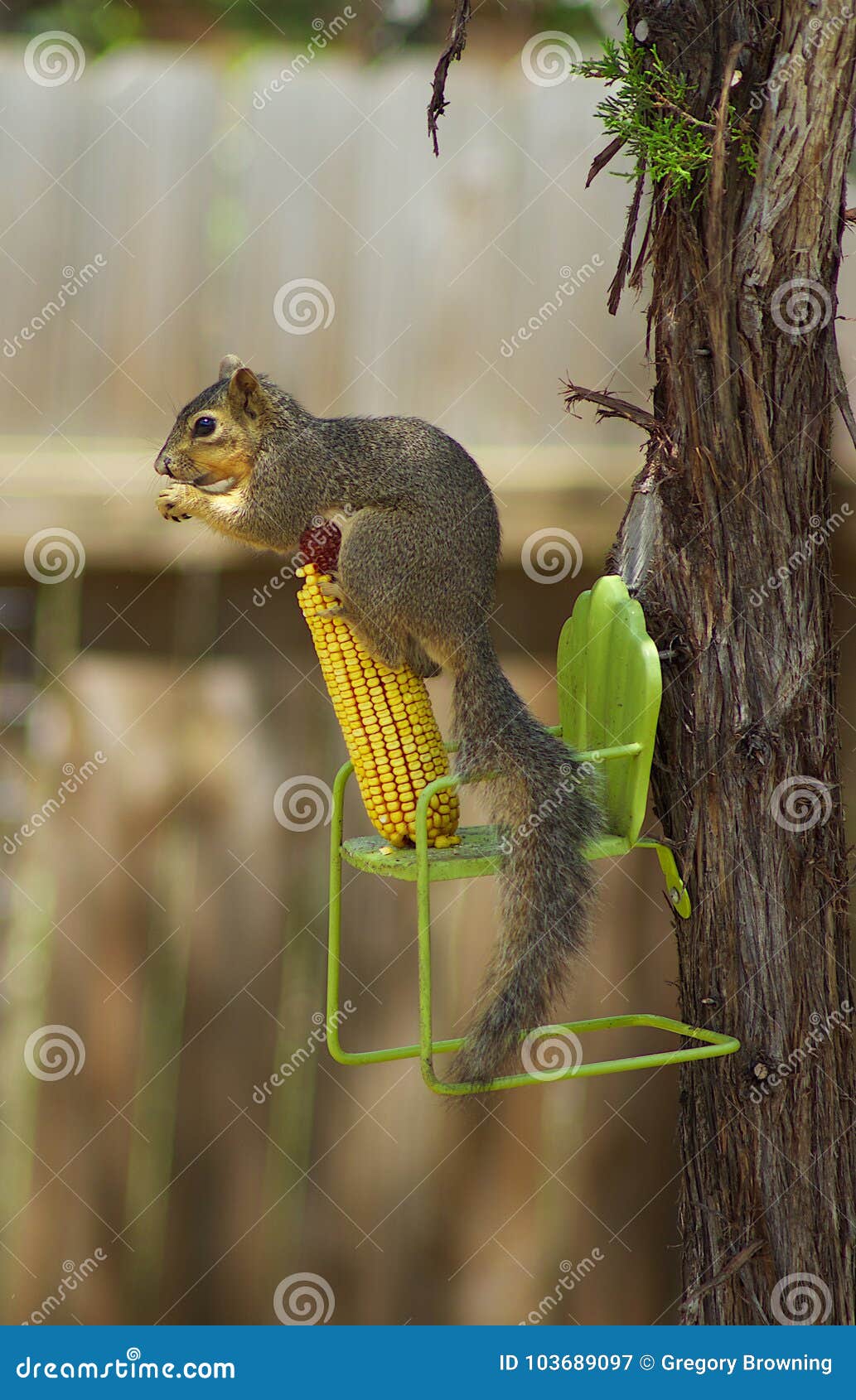 Squirrel Munching on Corn Cob Stock Image Image of view, corn 103689097